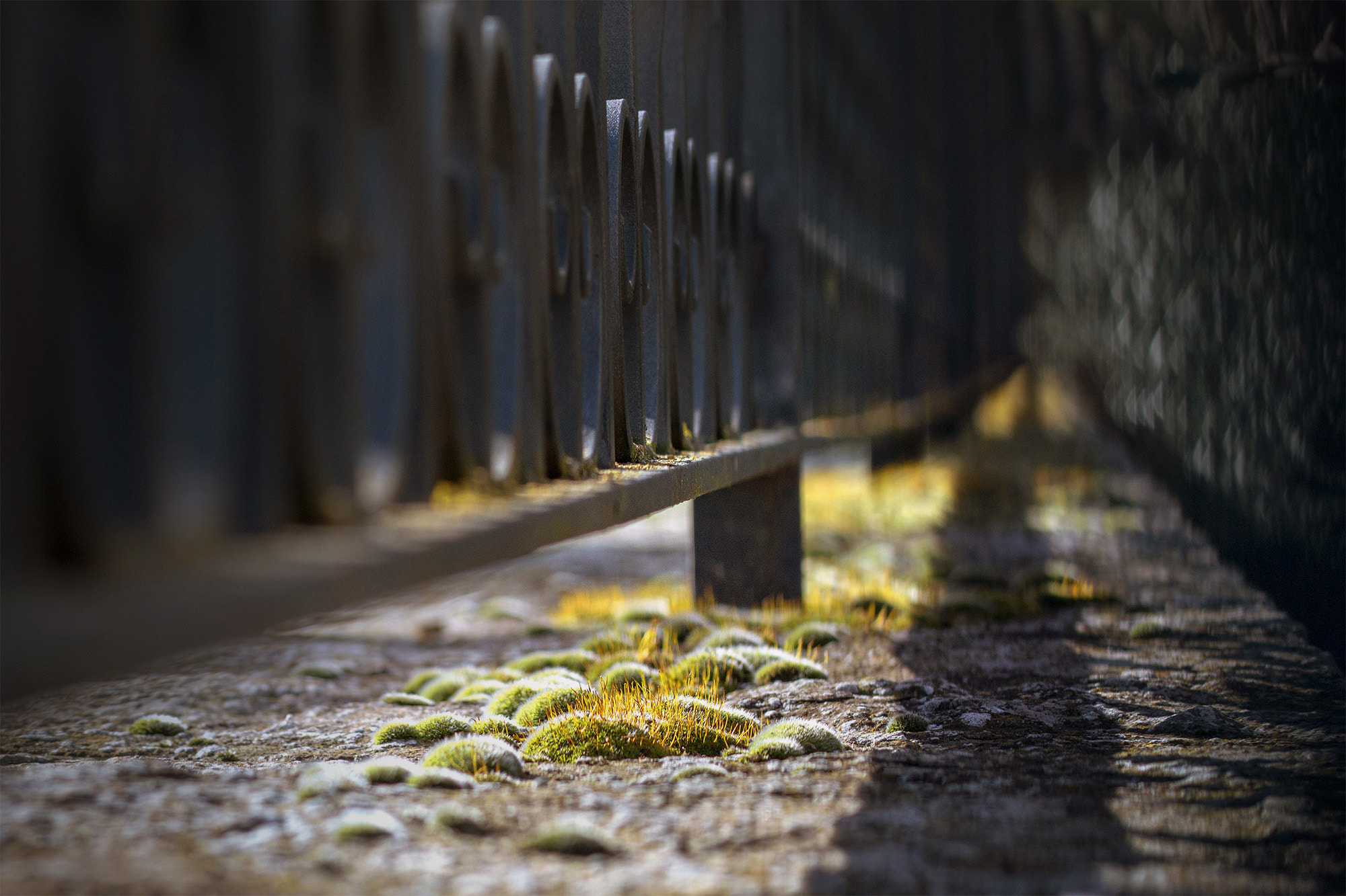Canon EOS 70D + Canon EF 85mm F1.8 USM sample photo. Fence (detail) photography