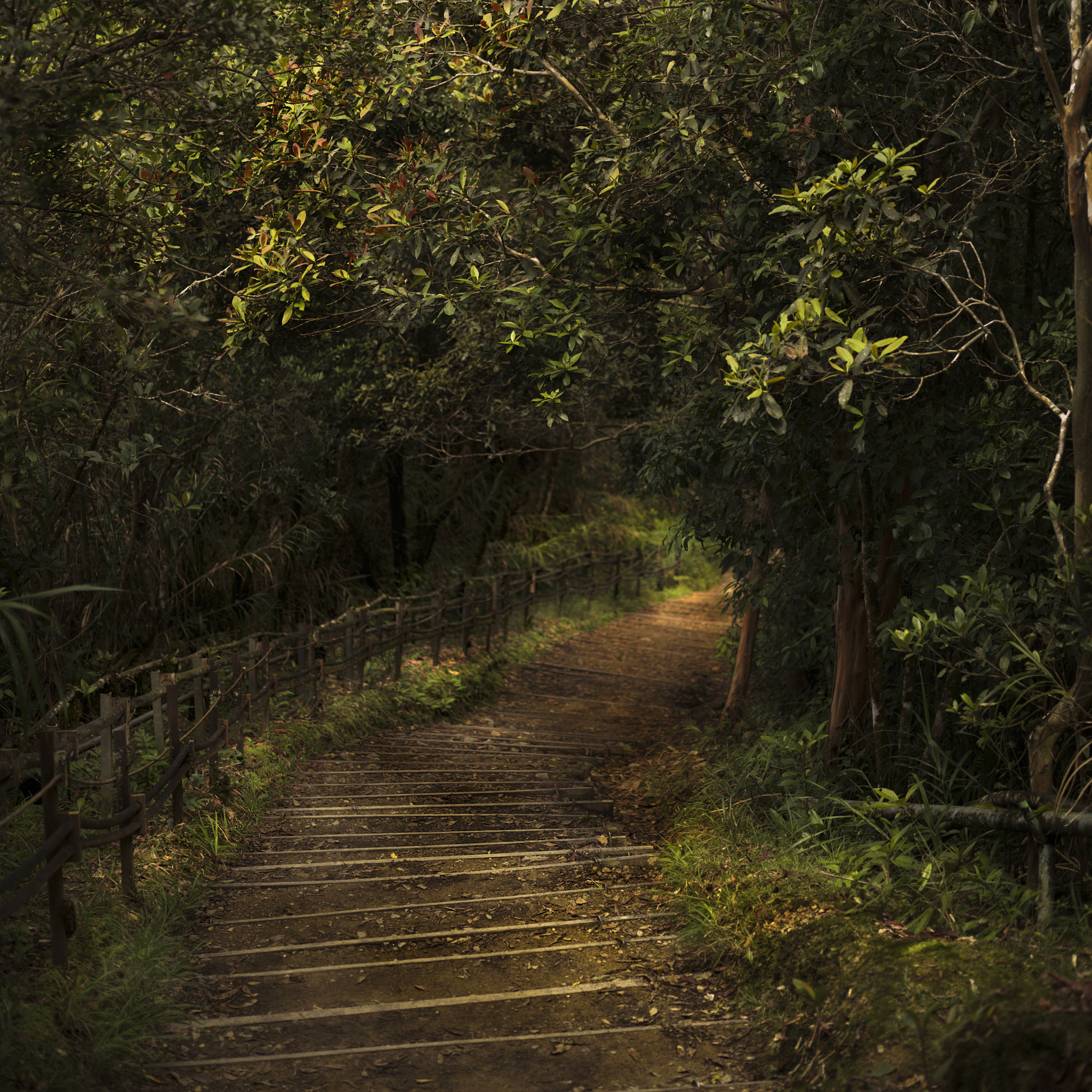 Hasselblad H4D-60 sample photo. Trekking to kota kinabalu. borneo. malaysia. photography