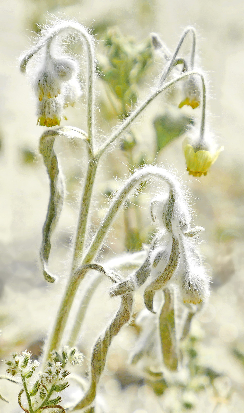 IO 12-35mm F2.8 sample photo. Desert flora photography