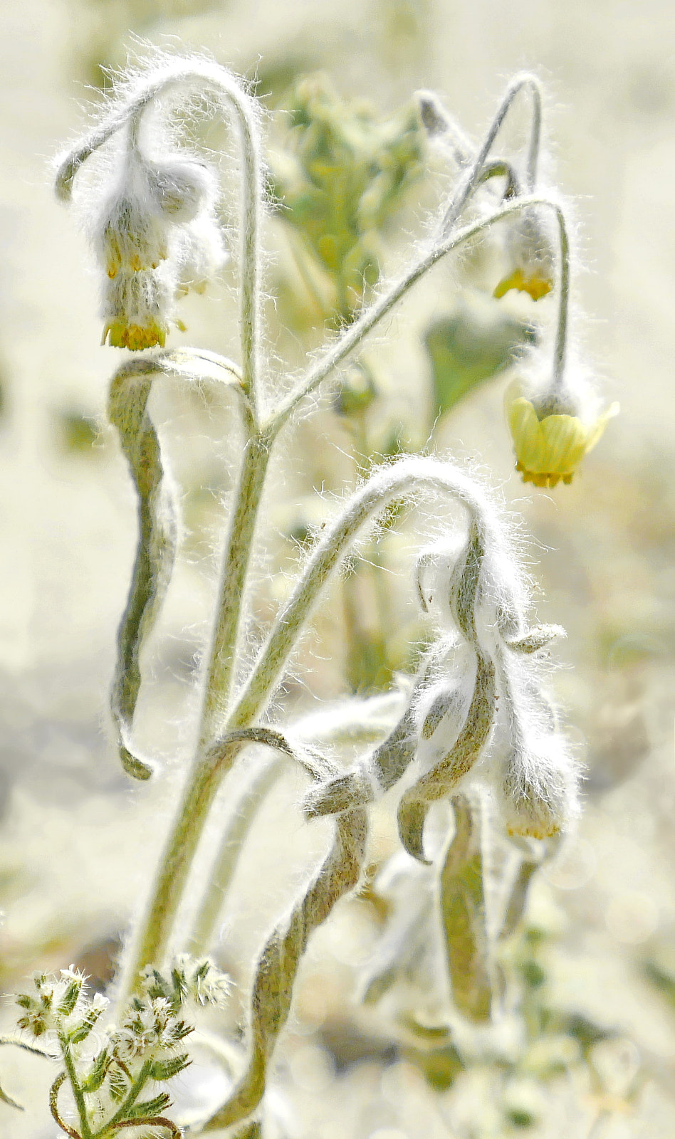 Panasonic Lumix DMC-GX8 + IO 12-35mm F2.8 sample photo. Desert flora photography