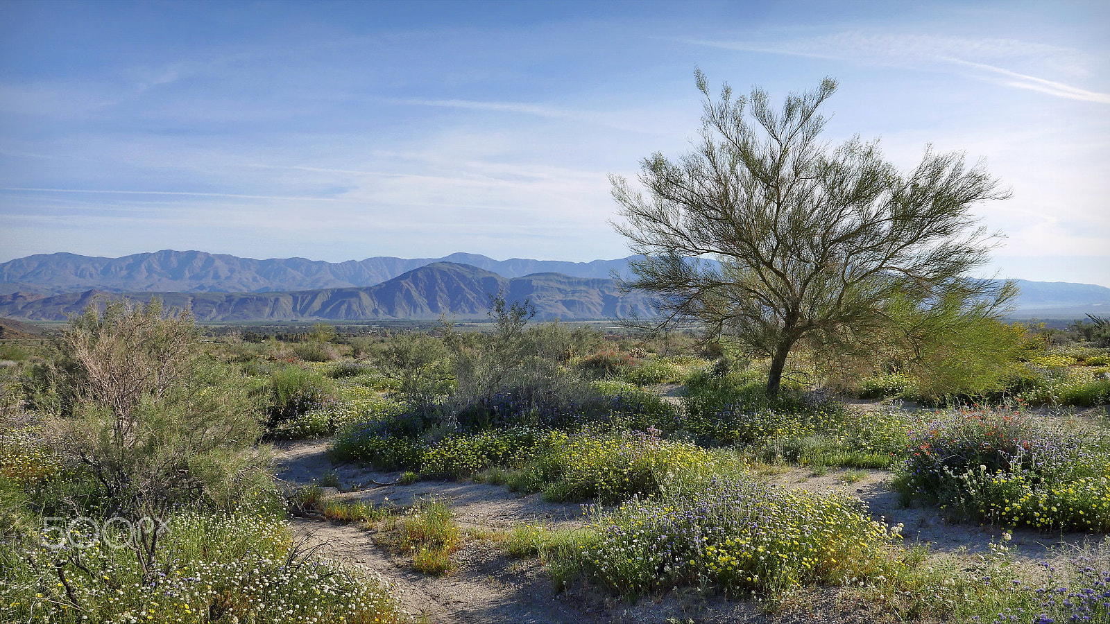 Panasonic Lumix DMC-GX8 sample photo. Anza borrego state park in spring photography