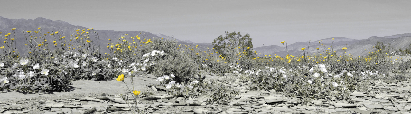 Panasonic Lumix DMC-GX8 + IO 12-35mm F2.8 sample photo. Desert flowers in spring photography