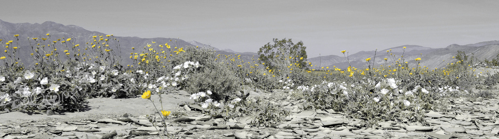 IO 12-35mm F2.8 sample photo. Desert flowers in spring photography