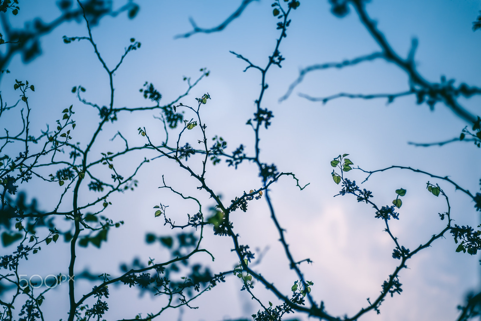 Pentax smc FA 43mm F1.9 Limited sample photo. Bauhinia flowers photography