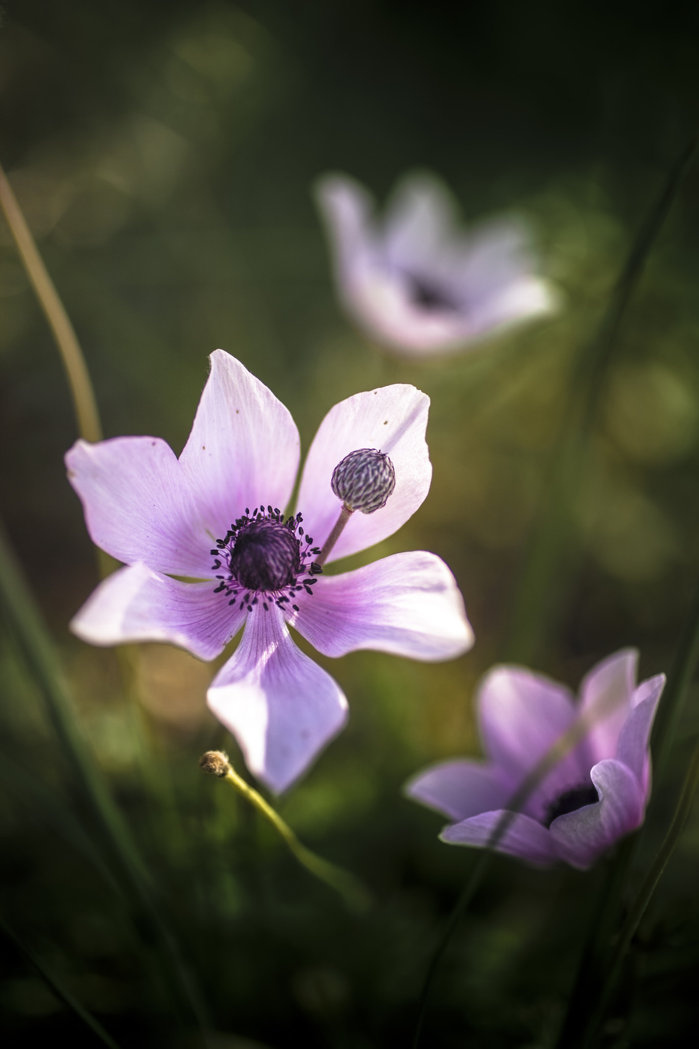 Canon EOS 5D Mark II sample photo. Anemones photography