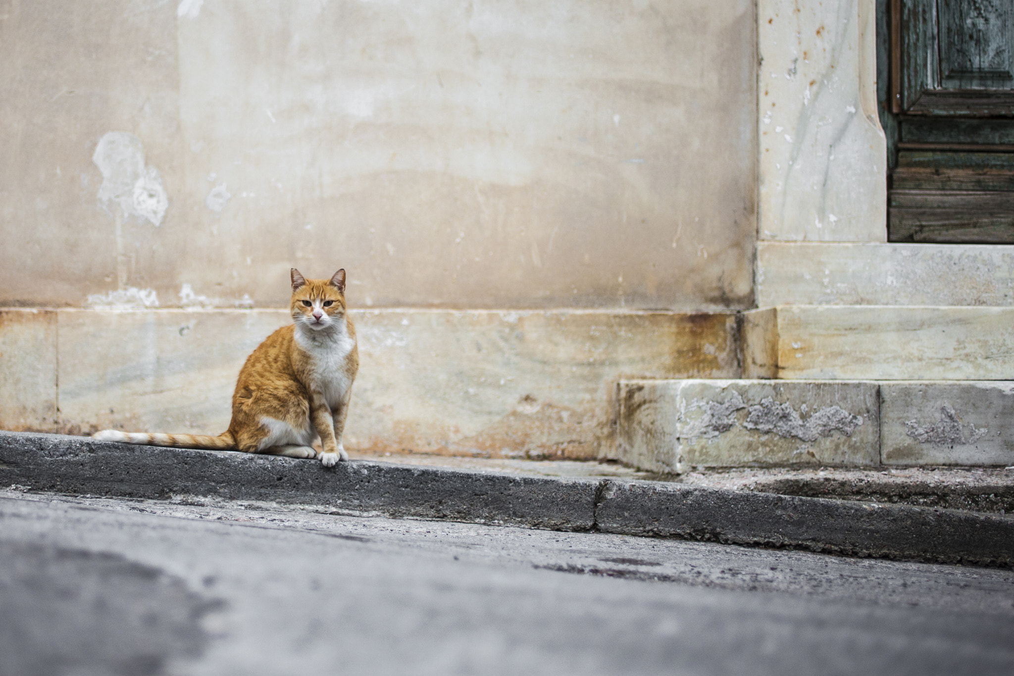 Canon EF 50mm F2.5 Macro sample photo. Kitty photography