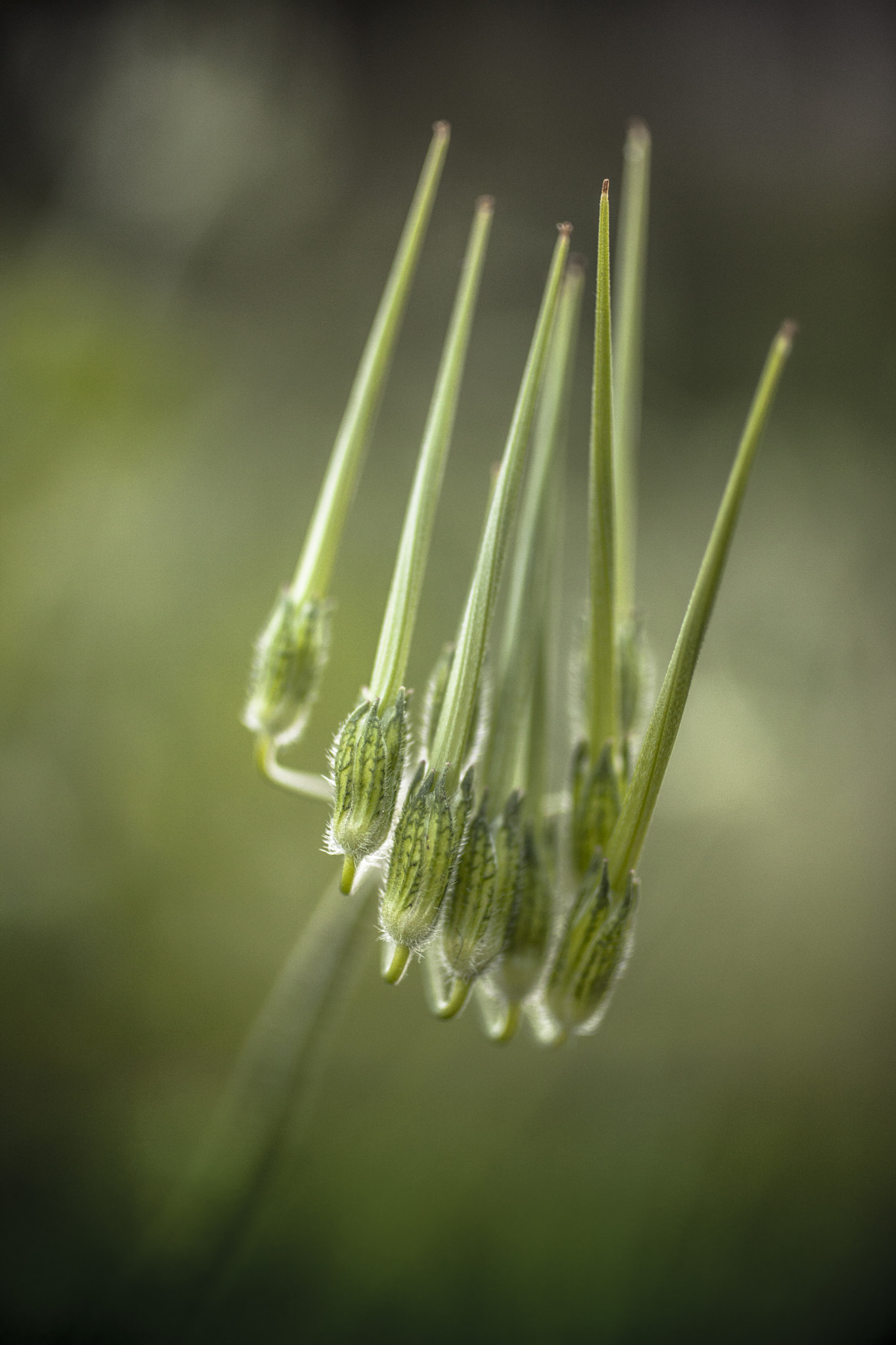 Canon EF 50mm F2.5 Macro sample photo