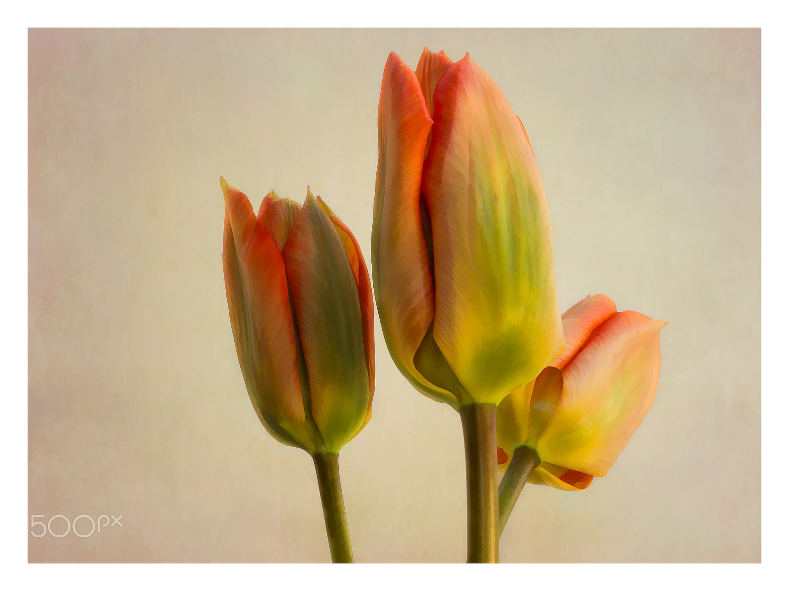 Olympus M.Zuiko Digital ED 60mm F2.8 Macro sample photo. Tulips photography