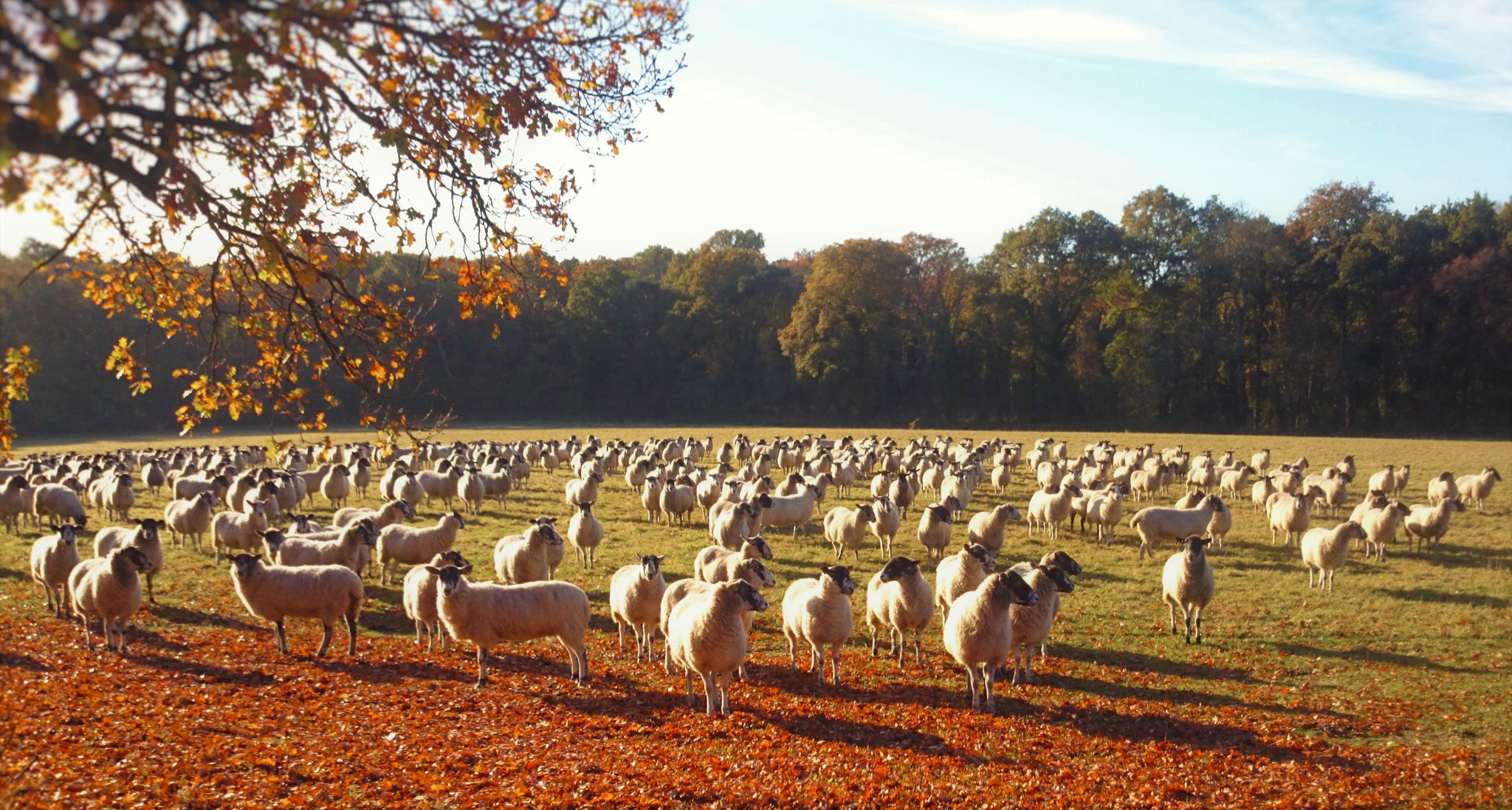 Sony Xperia Z1 Compact sample photo. 500 sheep photography