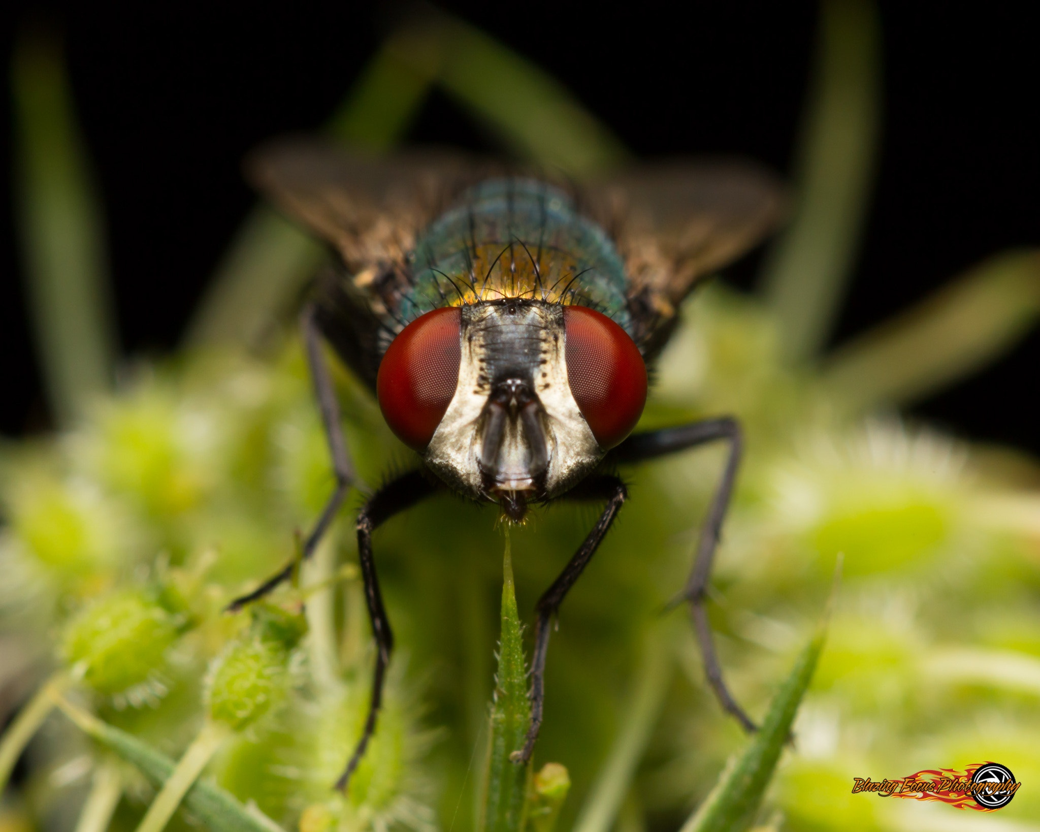 Canon EF 100mm F2.8 Macro USM sample photo. Look a fly in the eyes photography