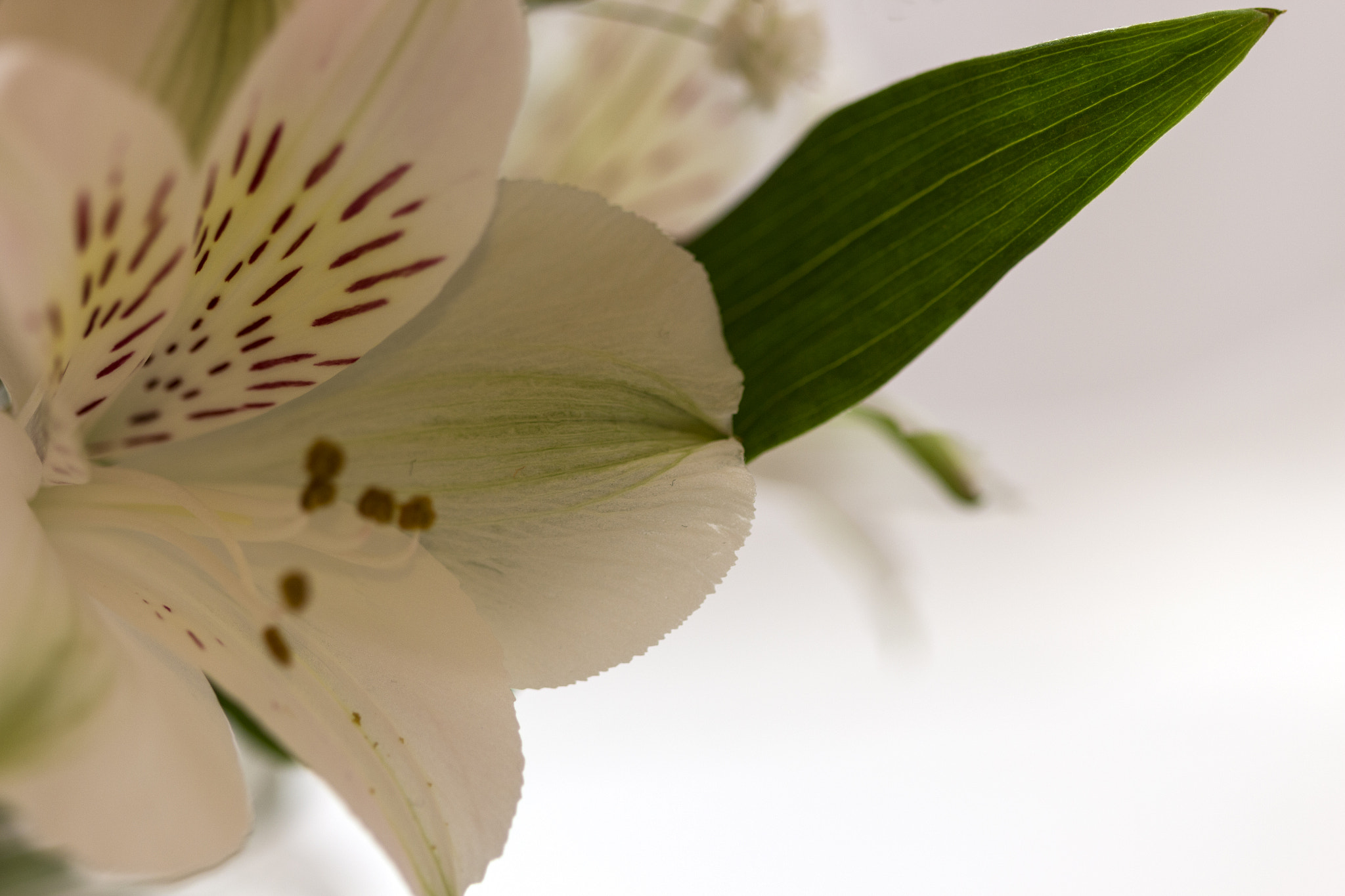 Canon EF 100mm F2.8 Macro USM sample photo. White flower photography
