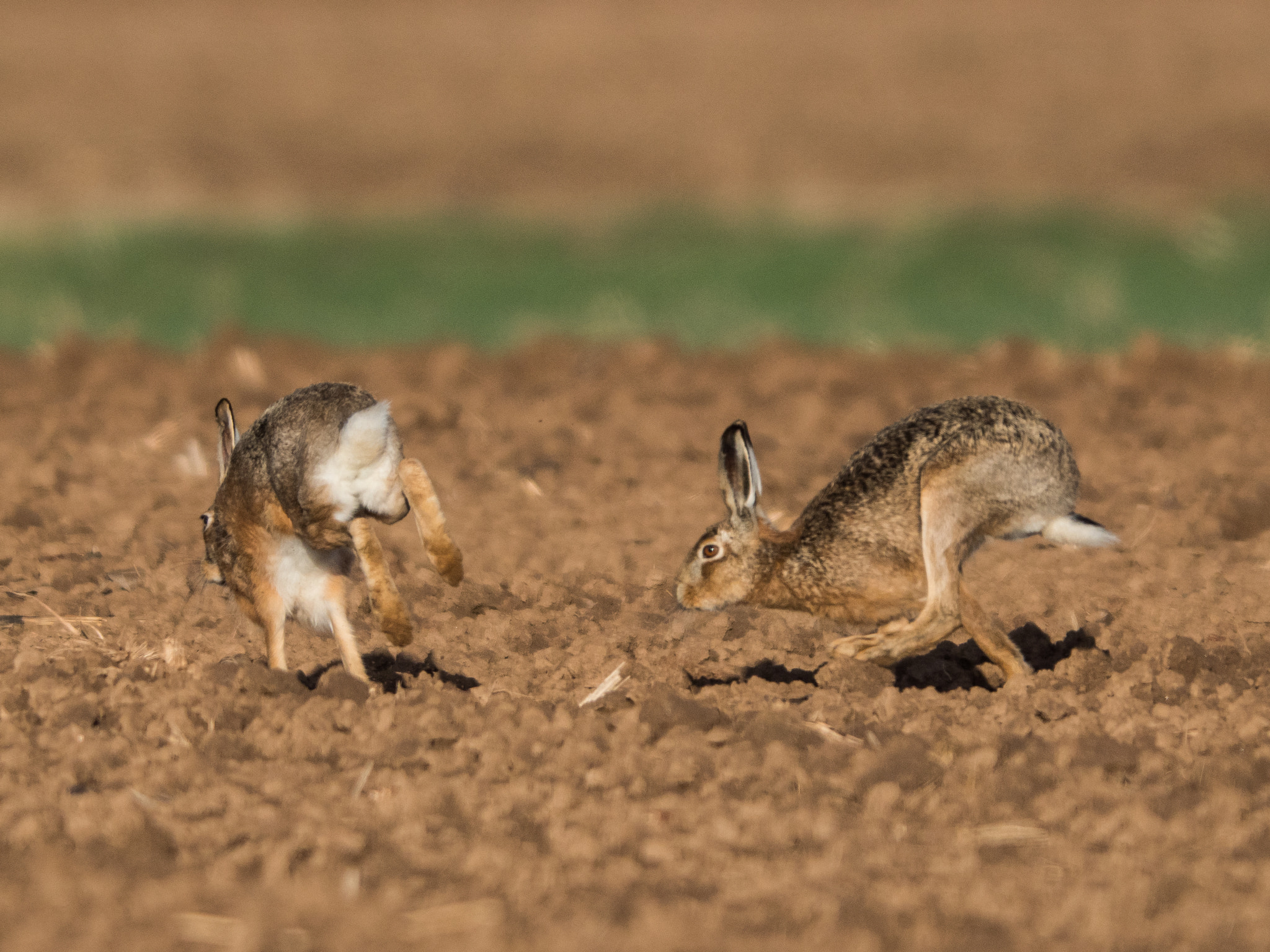 OLYMPUS 300mm Lens sample photo. Running hare photography