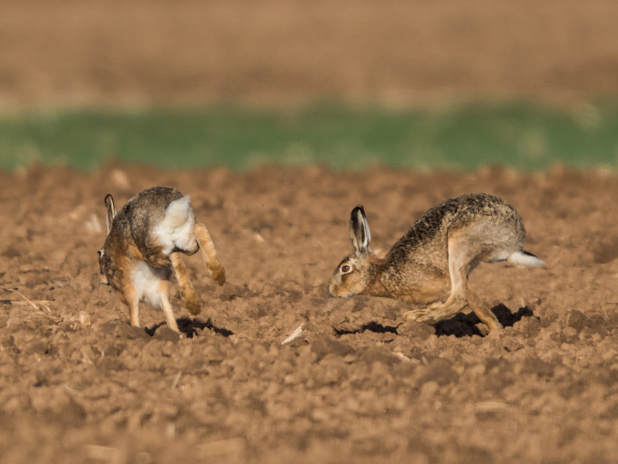 Olympus OM-D E-M1 Mark II + OLYMPUS 300mm Lens sample photo. Running hare photography