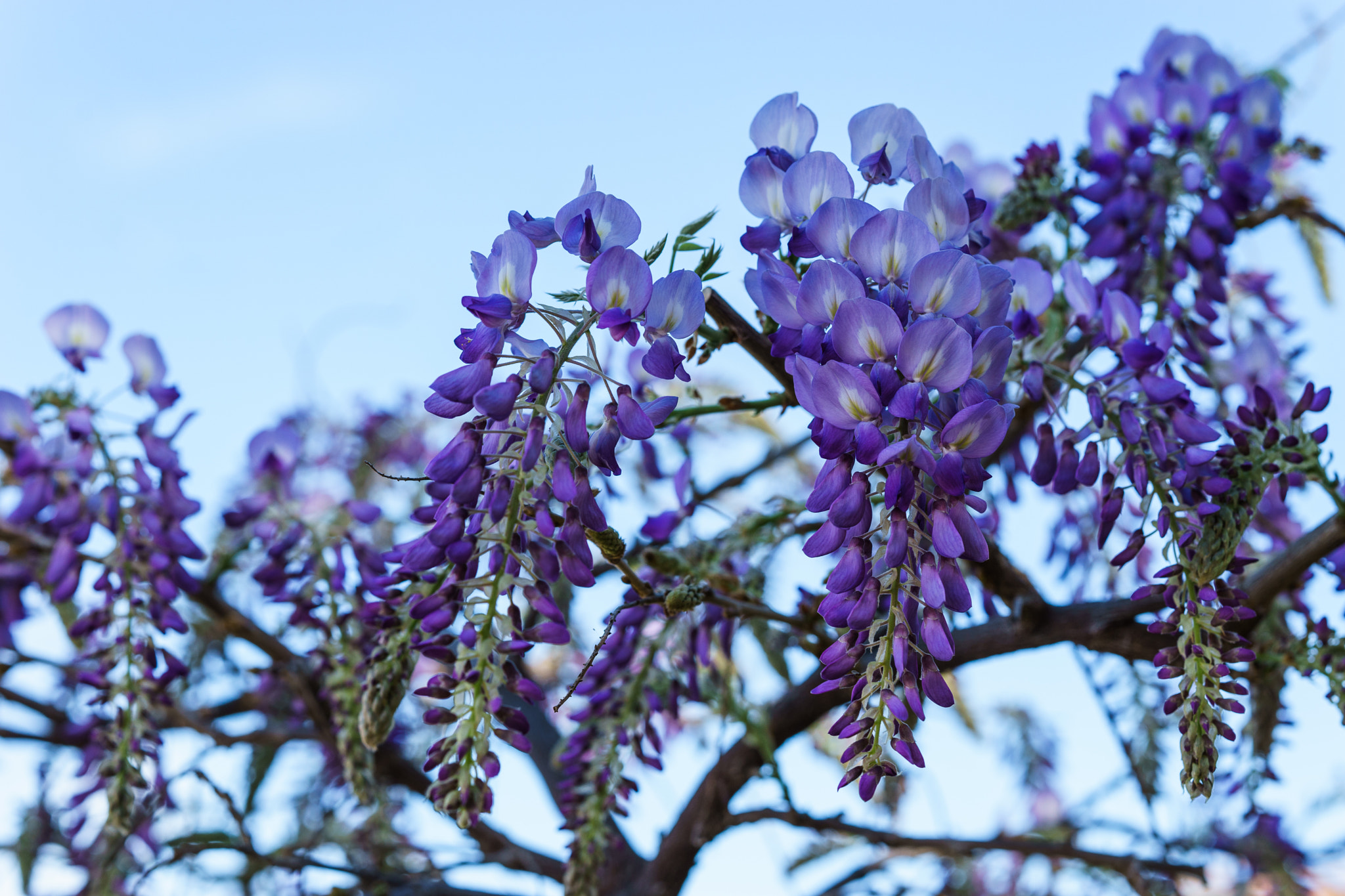 Sony FE 85mm F1.4 GM sample photo. Purple blooms photography