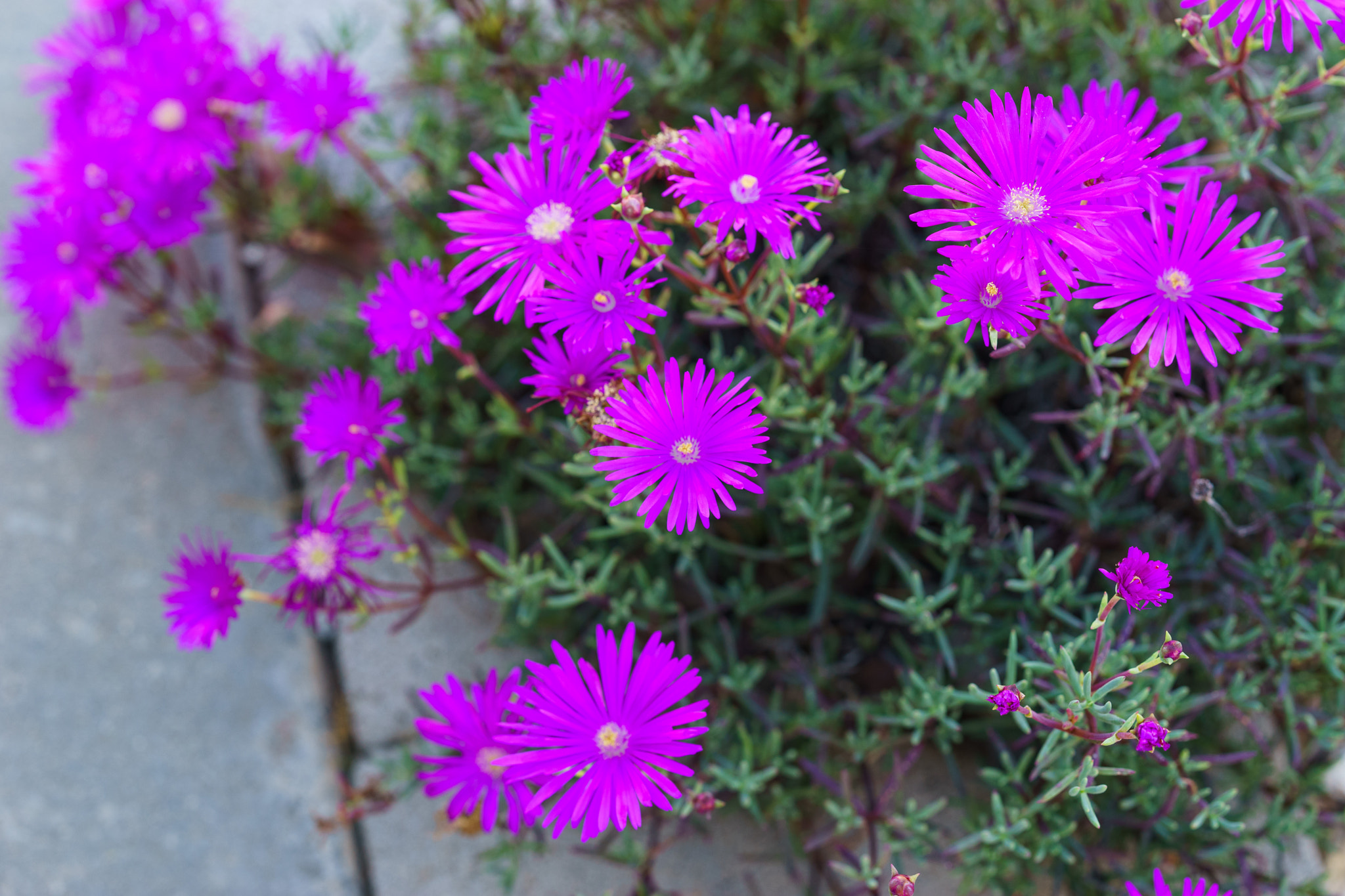 Sony FE 85mm F1.4 GM sample photo. Red or pink or purple? photography