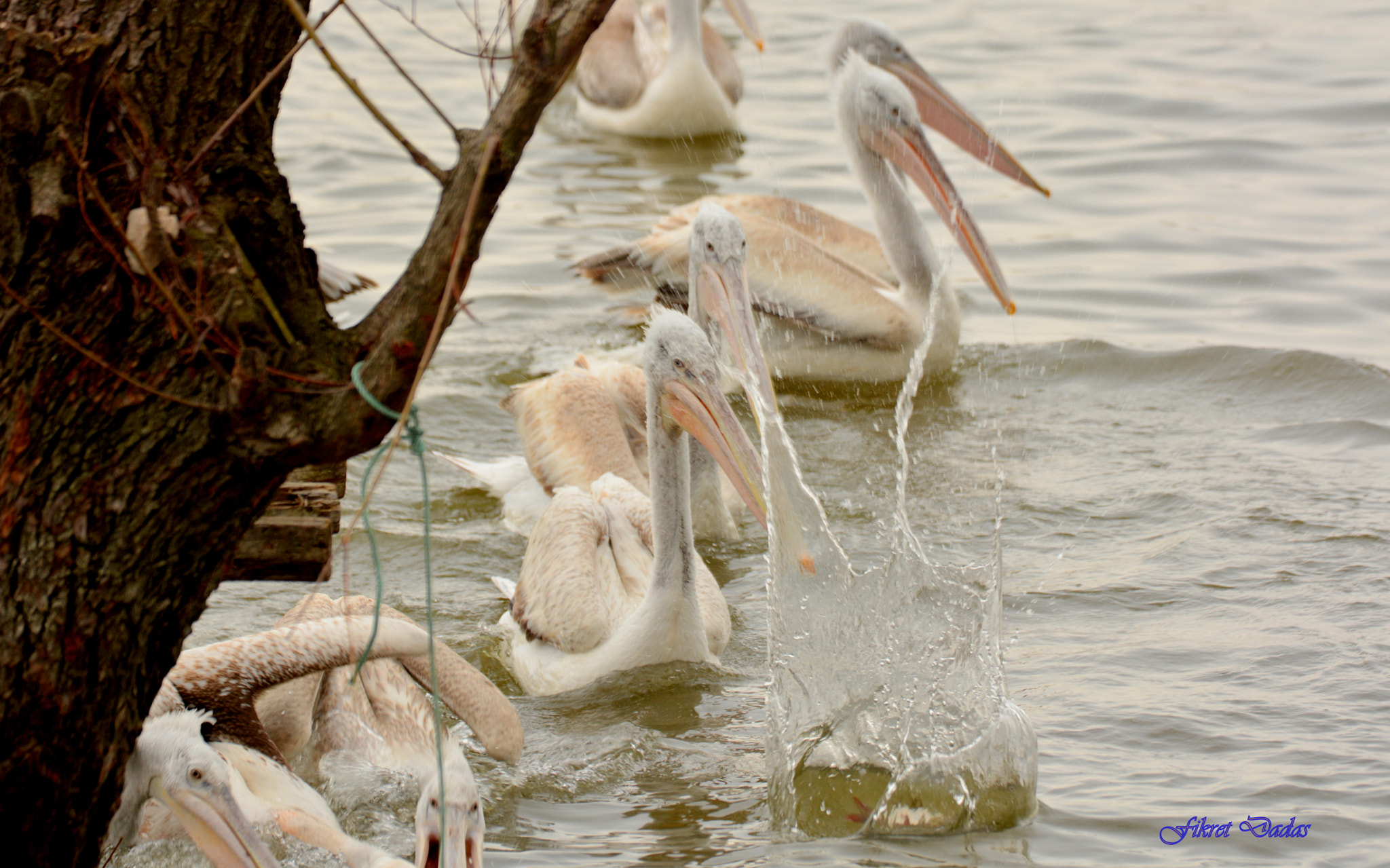 Nikon D7100 sample photo. Balıkçının beslediği pelikanlar photography