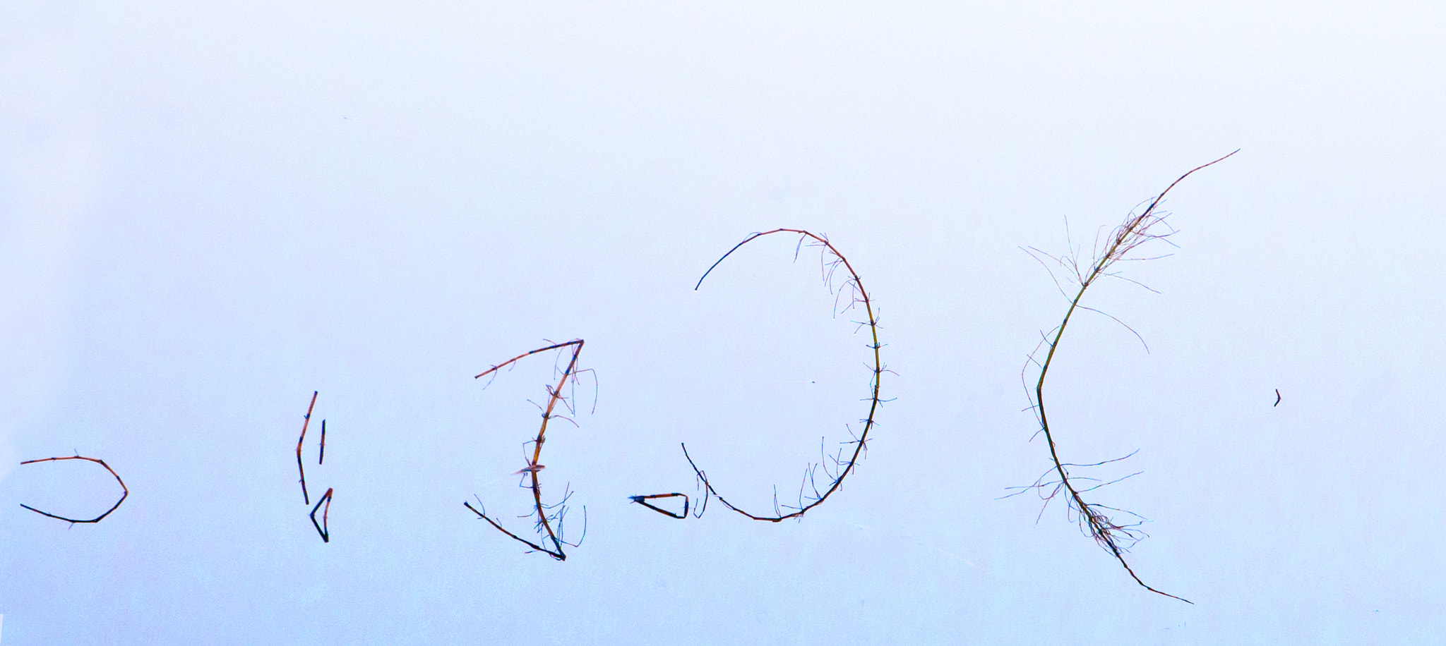 Nikon D300 sample photo. Calligraphy photography