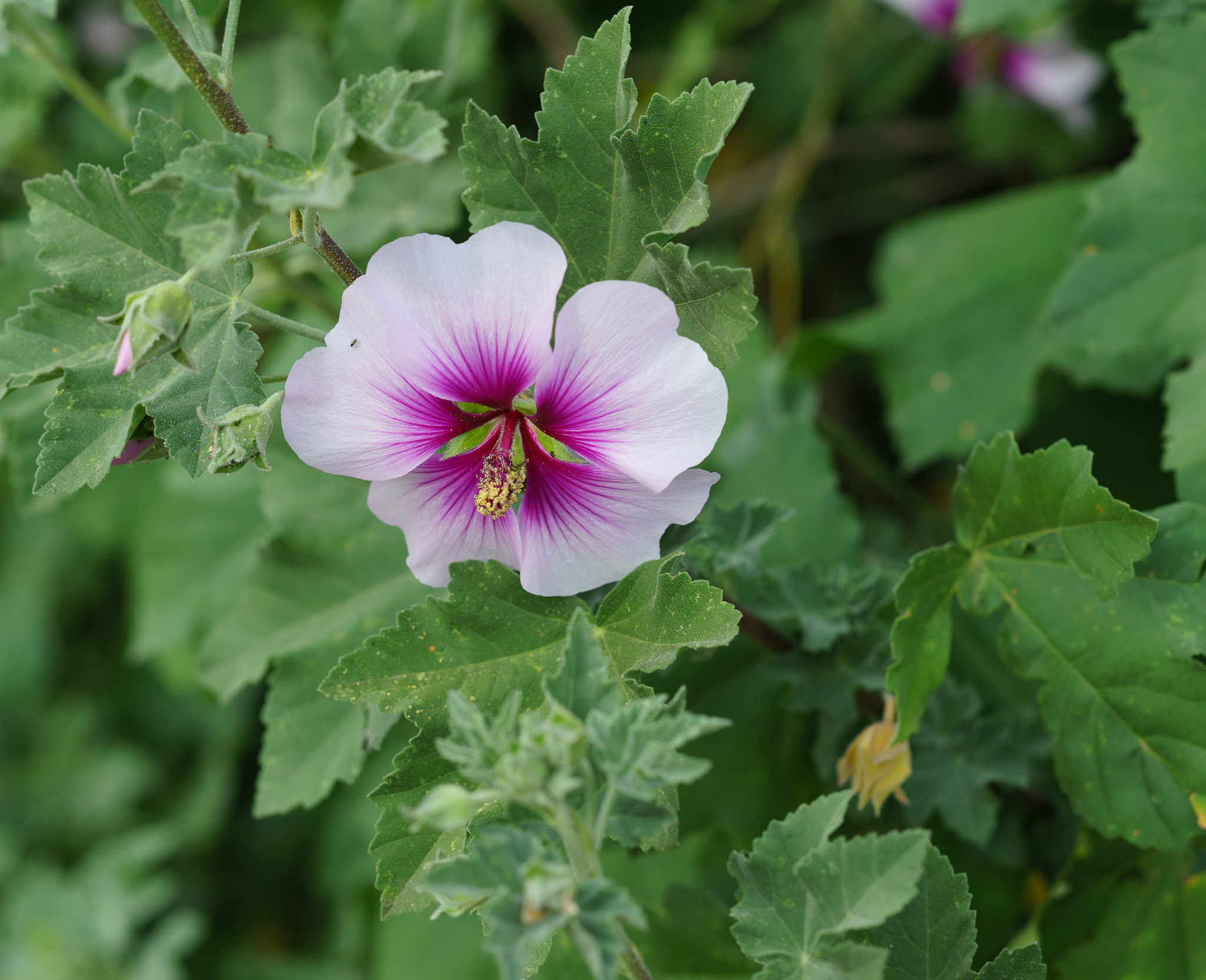 Sony a7 II sample photo. Spring blooms photography