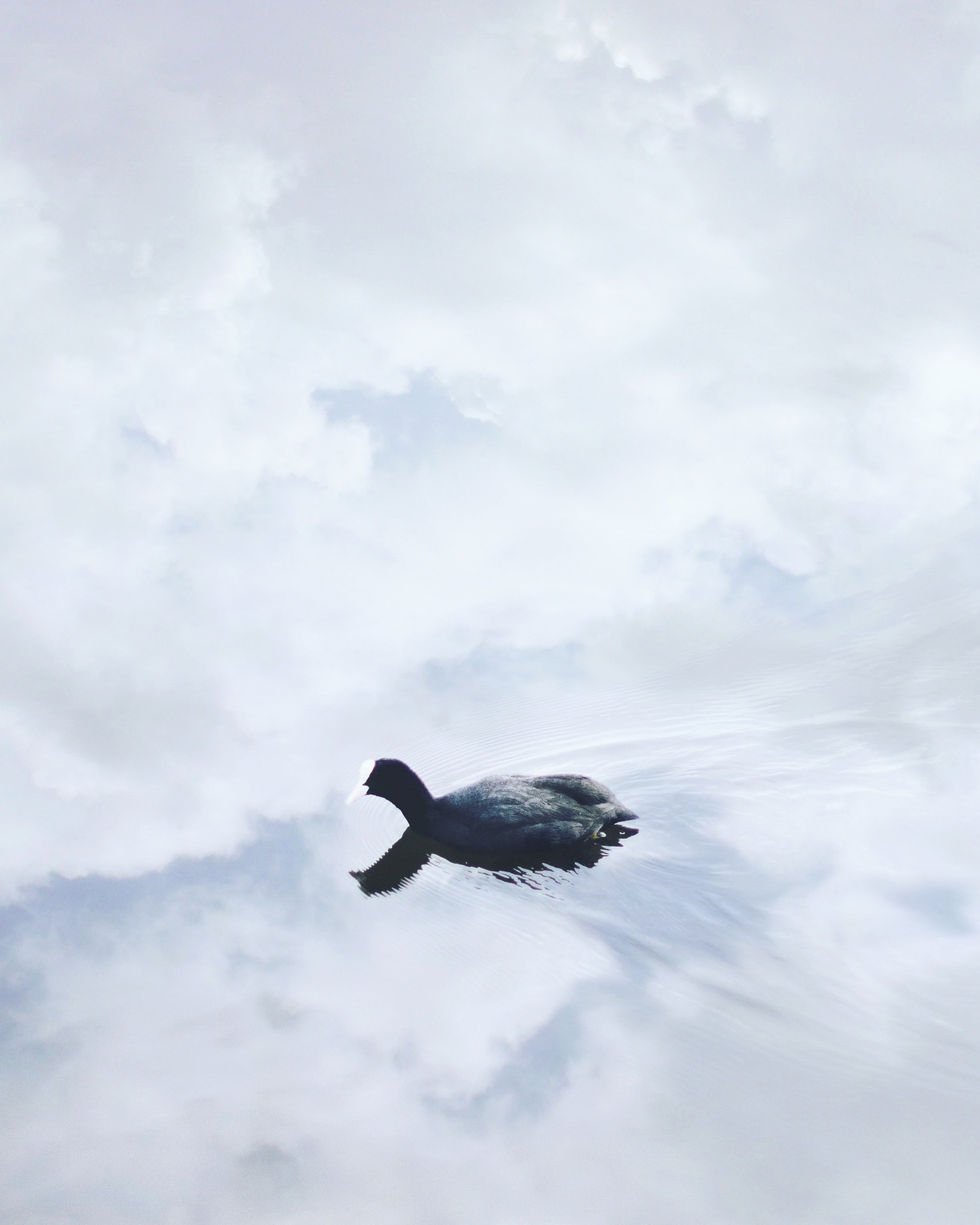 Nikon D810 + Nikon AF-S Nikkor 50mm F1.4G sample photo. Dark bird is home photography
