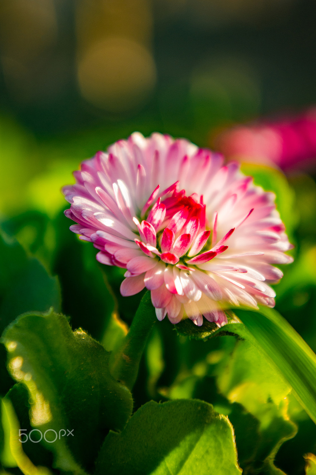 Pentax K-x sample photo. Spring... photography