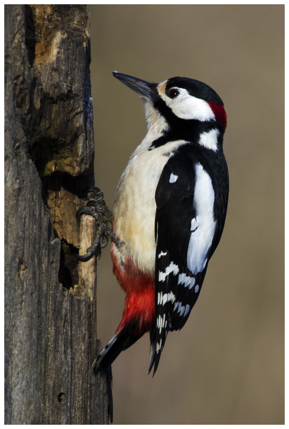Sigma 150-500mm F5-6.3 DG OS HSM sample photo. Picchio rosso red woodpecker photography