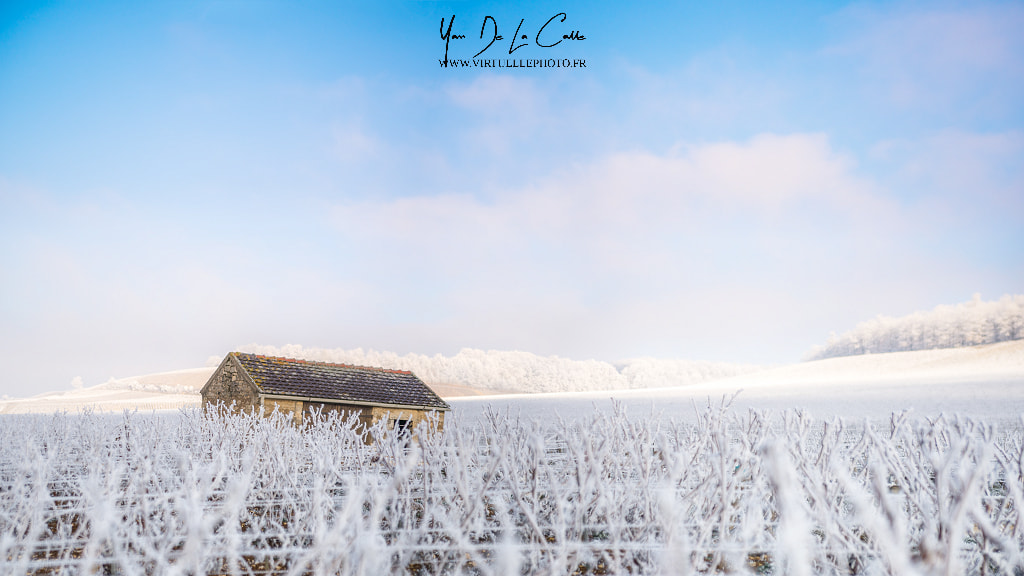 Tamron SP 24-70mm F2.8 Di VC USD sample photo. Dans les vignes.  photography