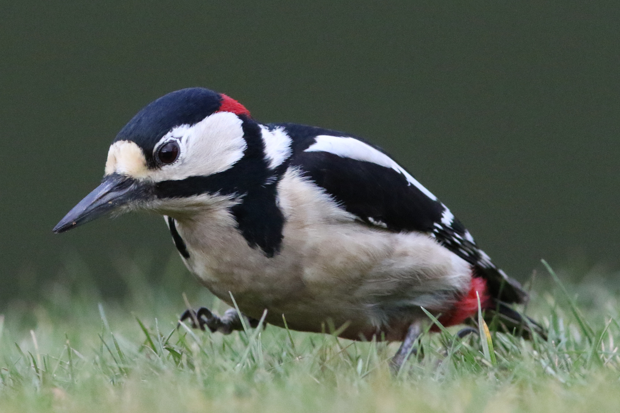 Canon EF 300mm F4L IS USM sample photo. Great spotted woodpecker photography