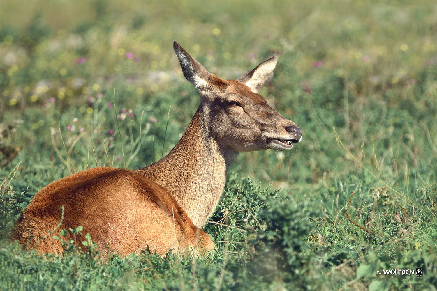 Canon EOS 7D sample photo. Red deer taking a break photography
