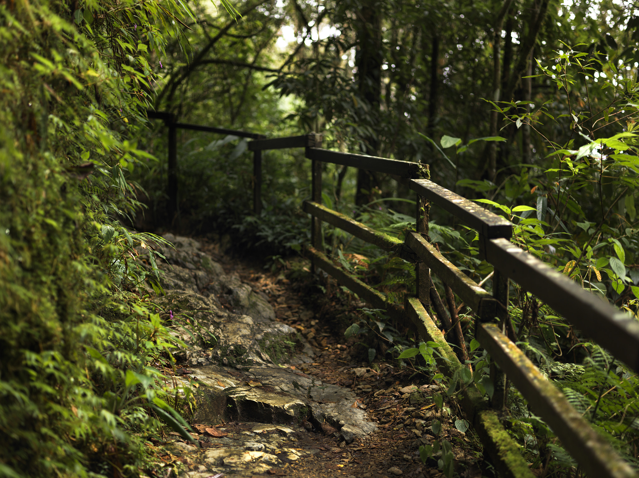 Hasselblad H4D-60 + HC 80 sample photo. Trekking to kota kinabalu. borneo. malaysia. photography