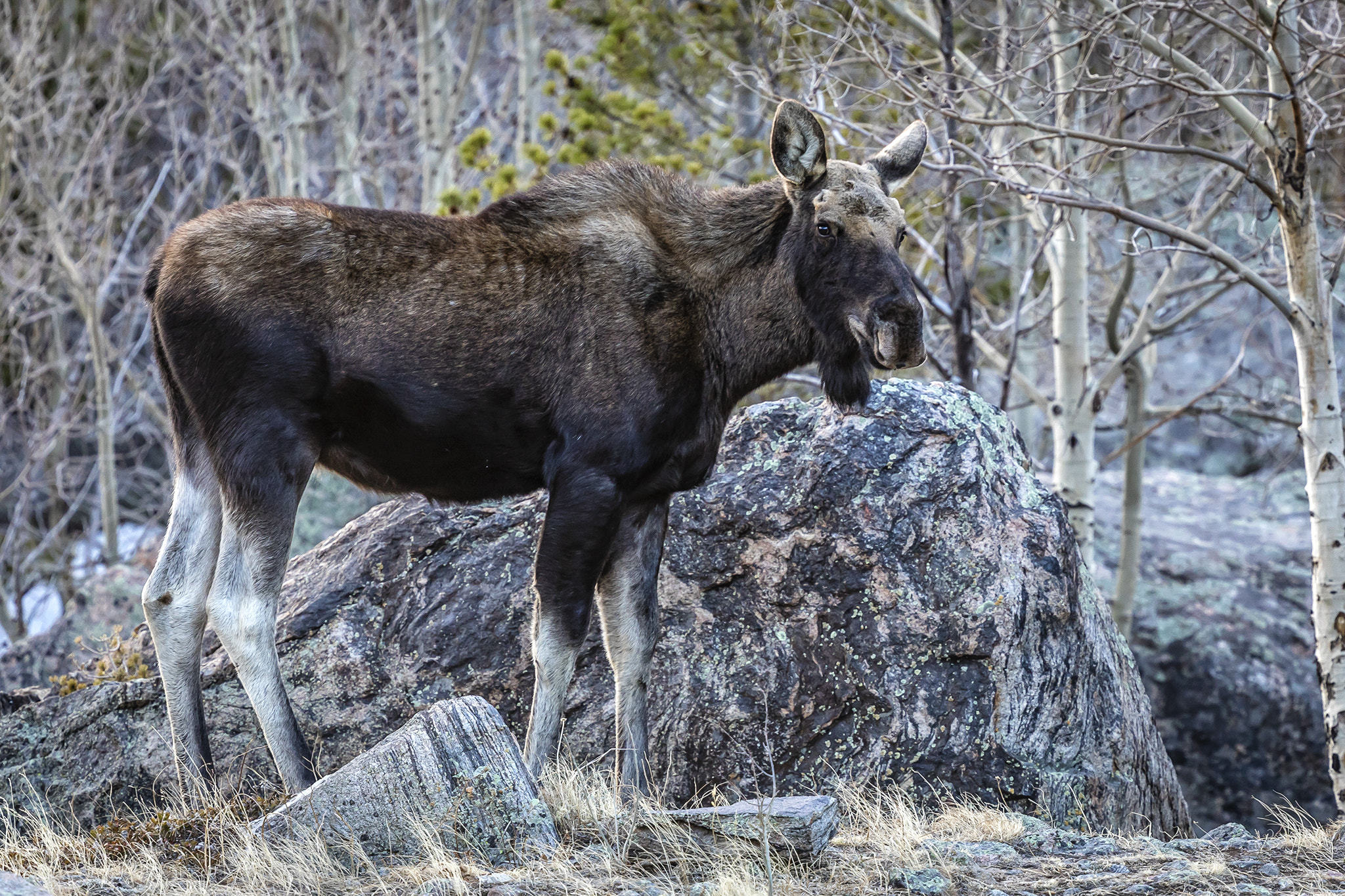 Canon EOS 5D Mark IV + Canon EF 400mm F4 DO IS II USM sample photo. Morning encounter photography