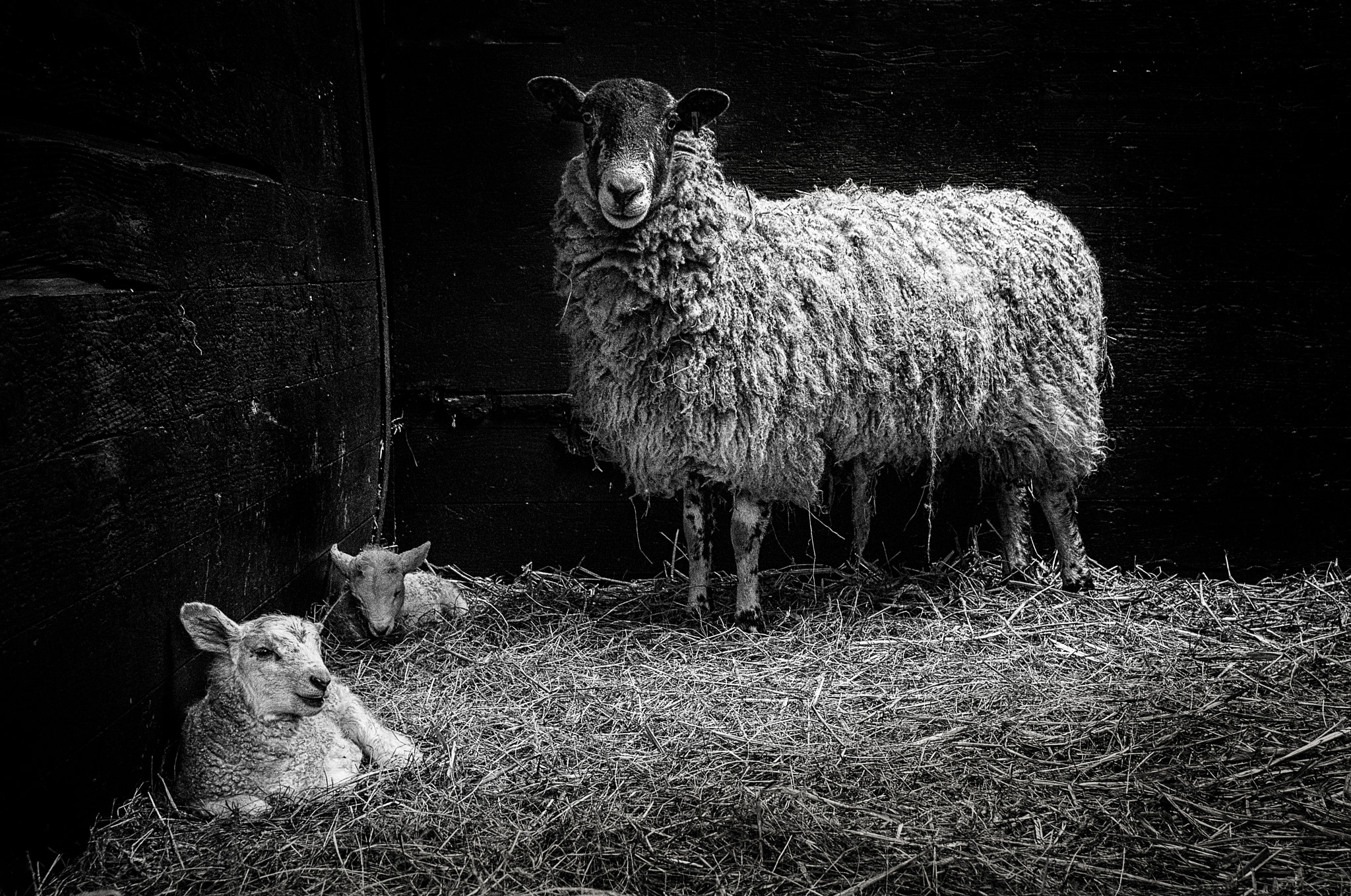 Pentax K-5 + Sigma 17-50mm F2.8 EX DC HSM sample photo. Lambs and mother photography