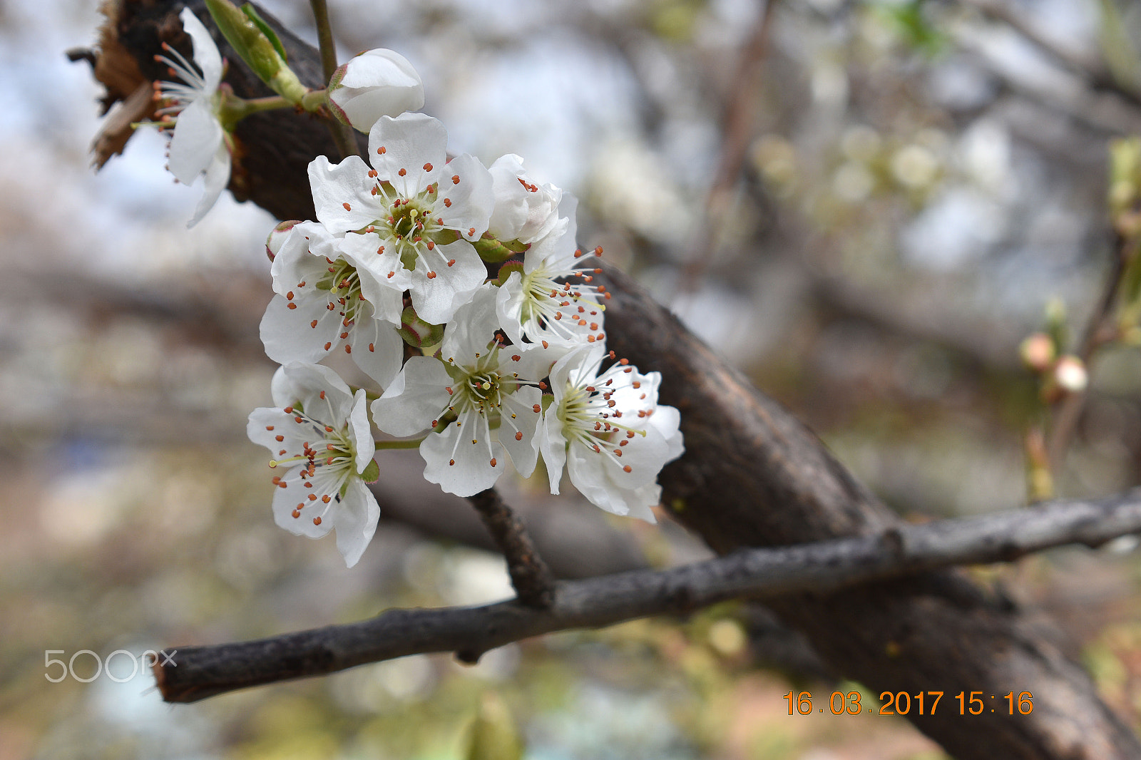 Nikon D3400 sample photo. Spring in tehran, iran 2017 photography