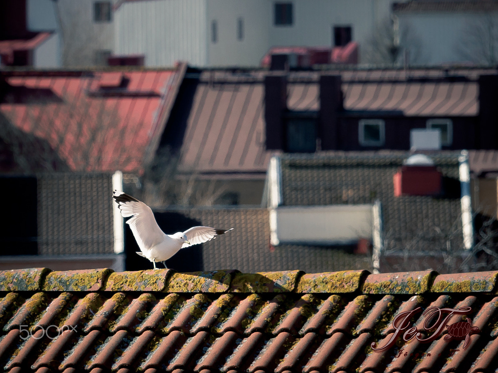 Olympus OM-D E-M1 Mark II + Olympus M.Zuiko Digital ED 40-150mm F2.8 Pro sample photo. Seagull photography