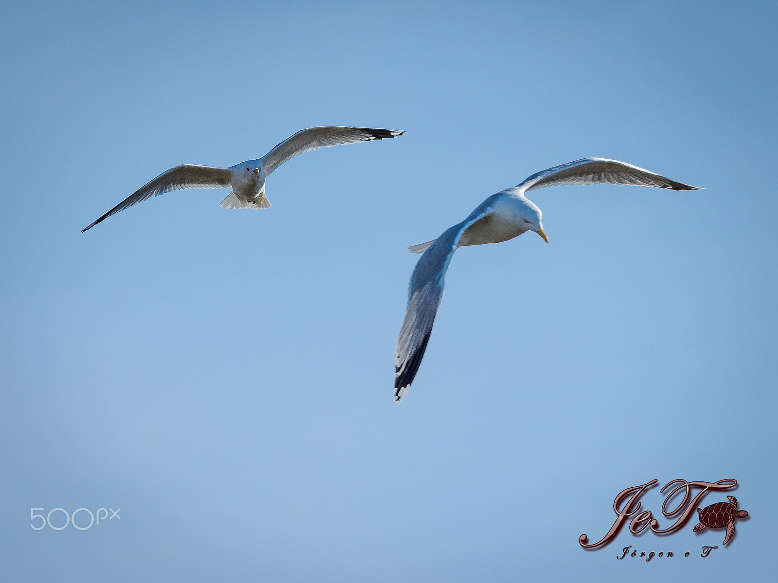 Olympus OM-D E-M1 Mark II + Olympus M.Zuiko Digital ED 40-150mm F2.8 Pro sample photo. Seagull photography