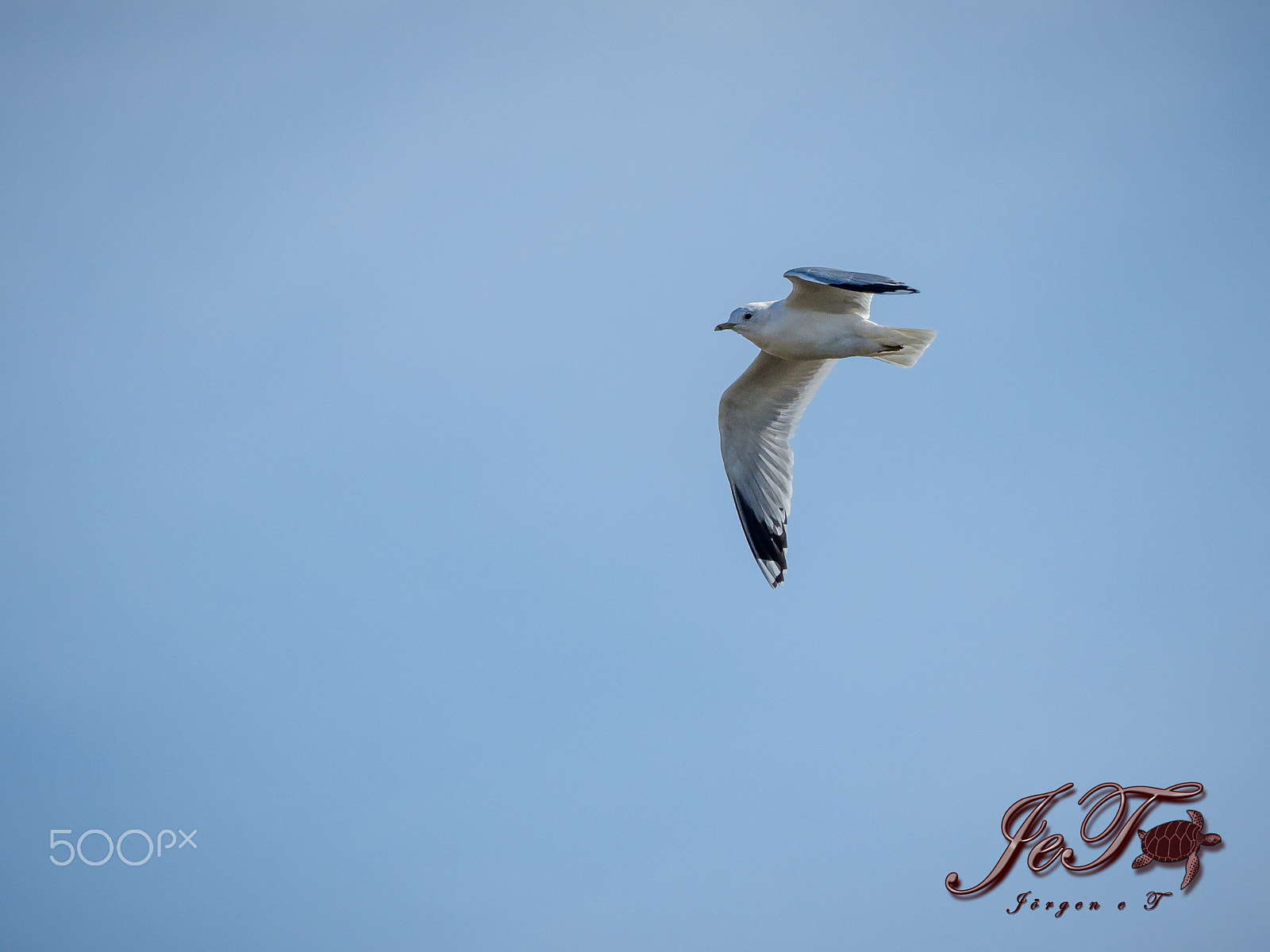 Olympus OM-D E-M1 Mark II + Olympus M.Zuiko Digital ED 40-150mm F2.8 Pro sample photo. Seagull photography