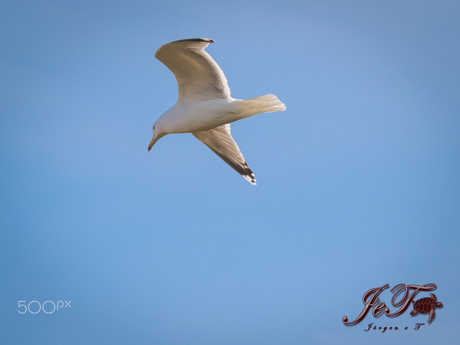 Olympus OM-D E-M1 Mark II + Olympus M.Zuiko Digital ED 40-150mm F2.8 Pro sample photo. Seagull photography