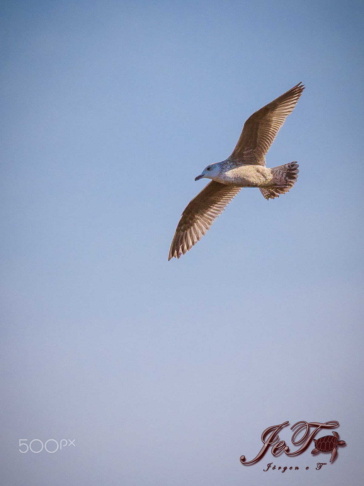 Olympus OM-D E-M1 Mark II + Olympus M.Zuiko Digital ED 40-150mm F2.8 Pro sample photo. Seagull photography