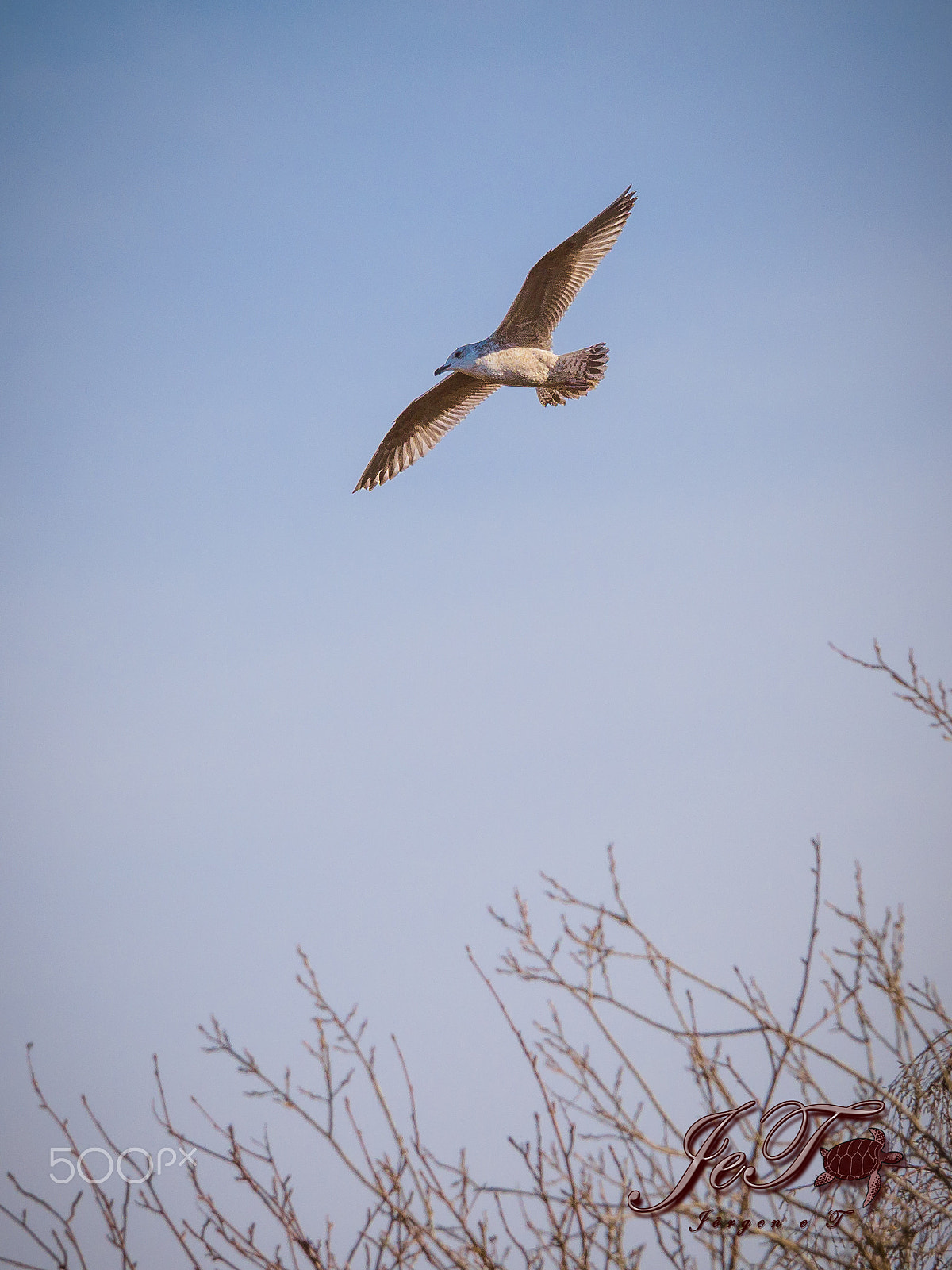 Olympus OM-D E-M1 Mark II + Olympus M.Zuiko Digital ED 40-150mm F2.8 Pro sample photo. Seagull photography