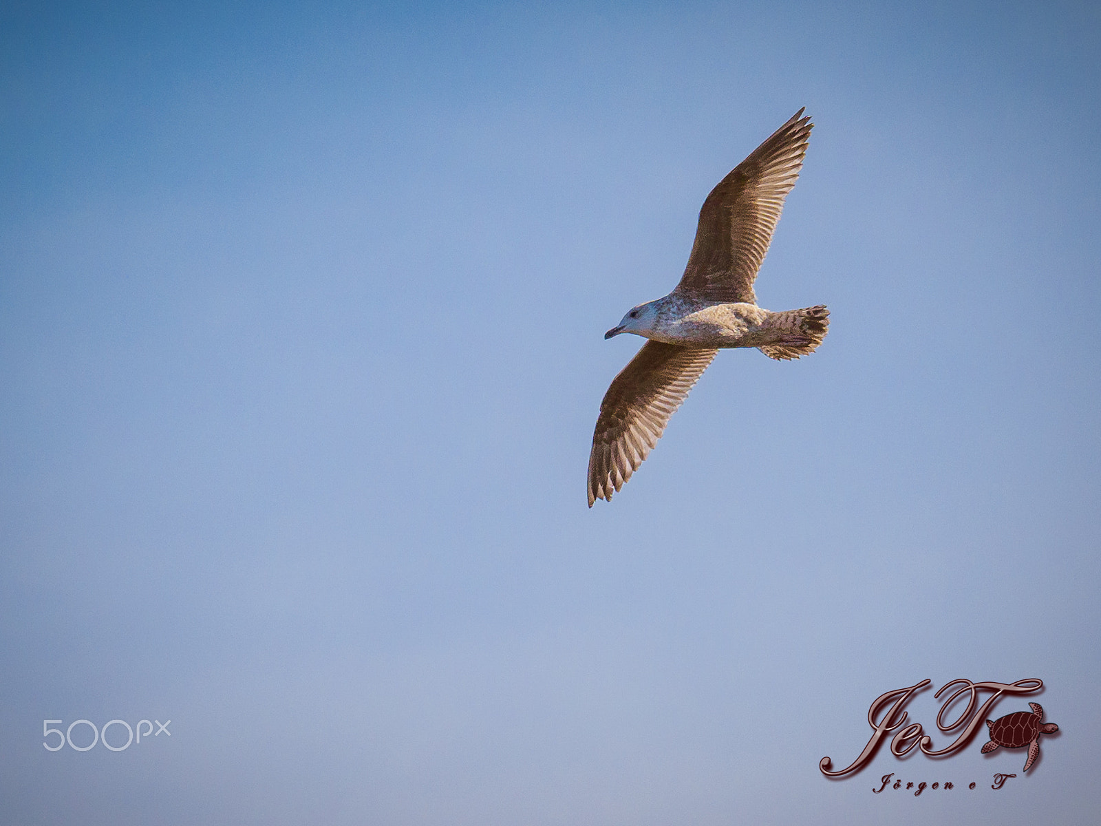 Olympus OM-D E-M1 Mark II + Olympus M.Zuiko Digital ED 40-150mm F2.8 Pro sample photo. Seagull photography