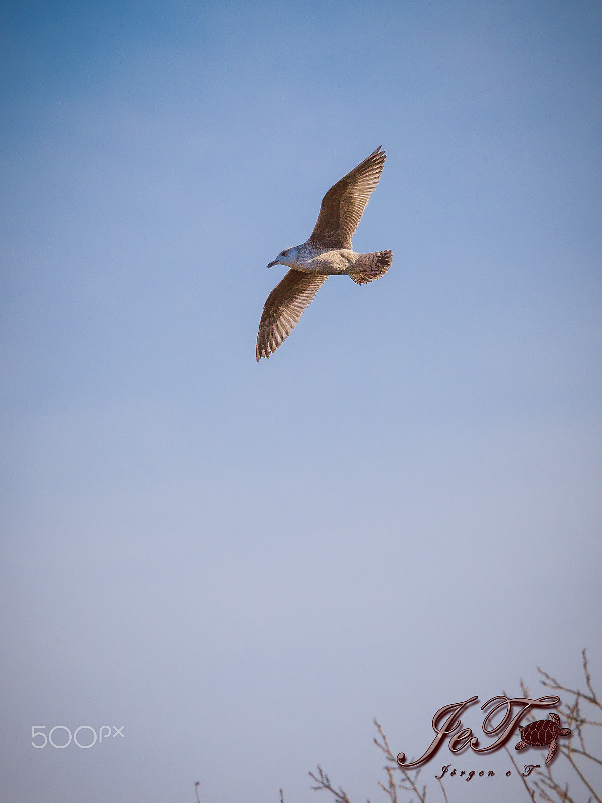 Olympus OM-D E-M1 Mark II + Olympus M.Zuiko Digital ED 40-150mm F2.8 Pro sample photo. Seagull photography
