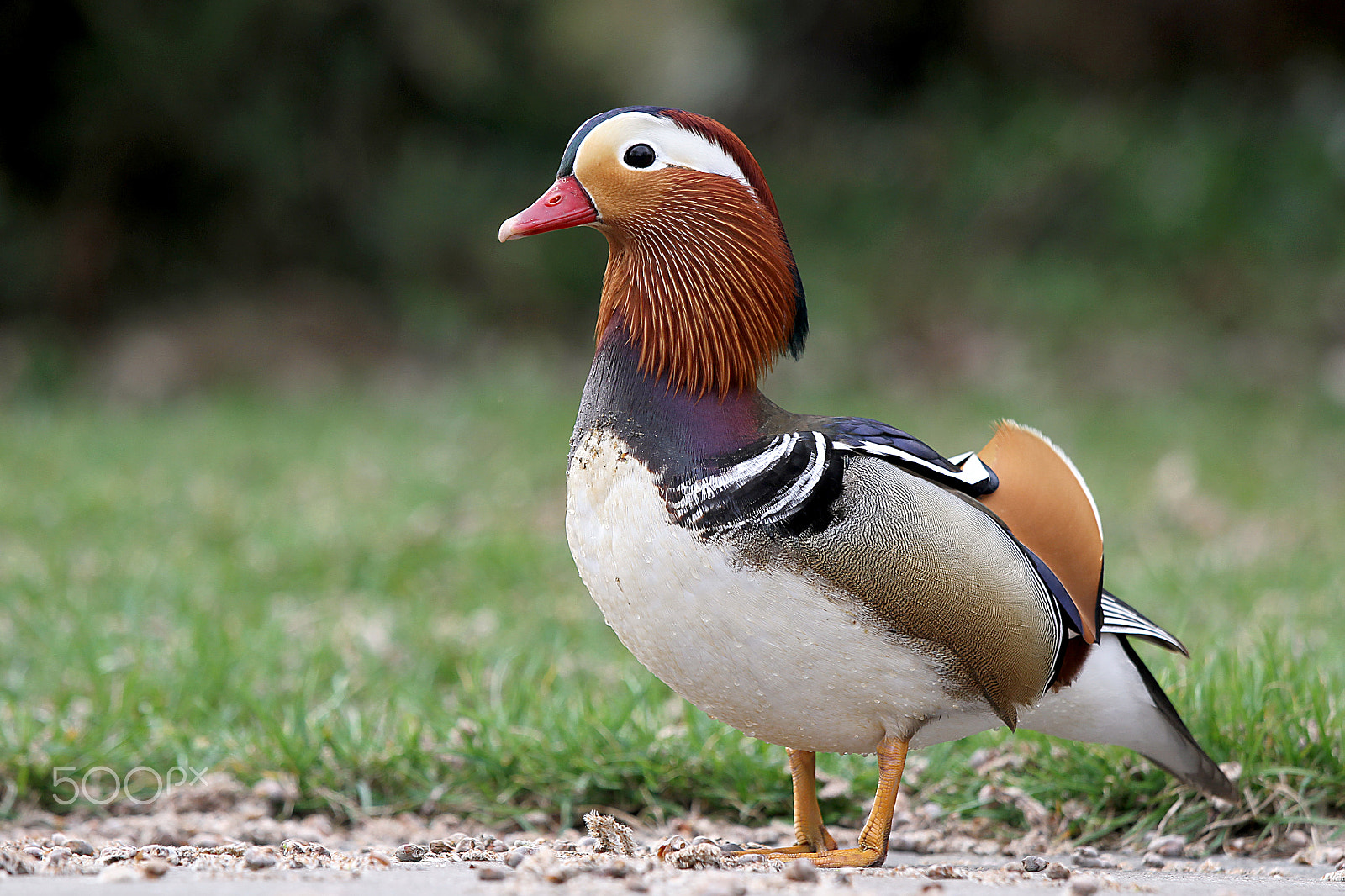 Canon EOS 7D + Canon EF 70-200mm F4L IS USM sample photo. Mandarin duck photography
