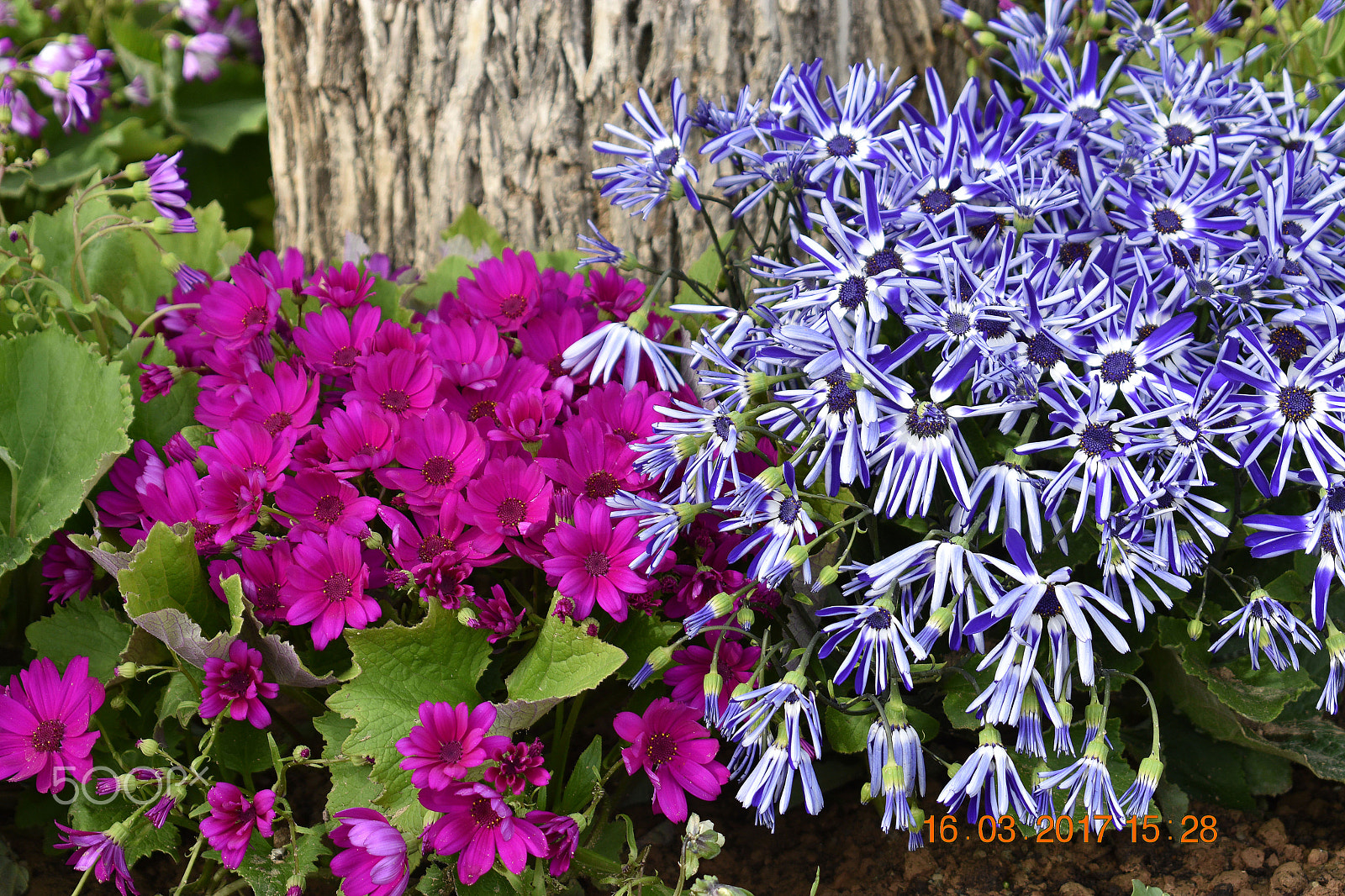Nikon D3400 sample photo. Spring in tehran, iran 2017 photography