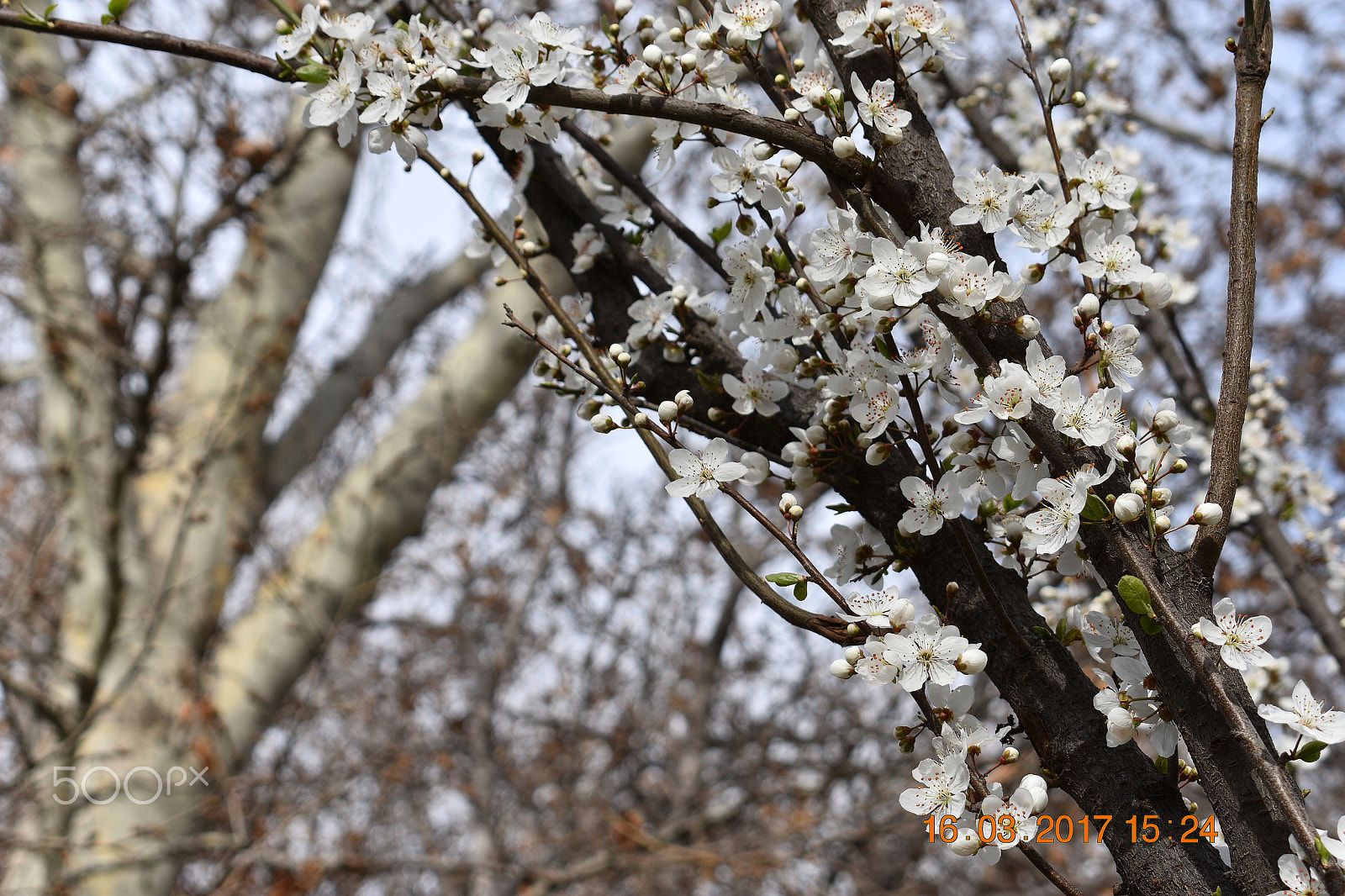 Nikon D3400 sample photo. Spring in tehran, iran 2017 photography