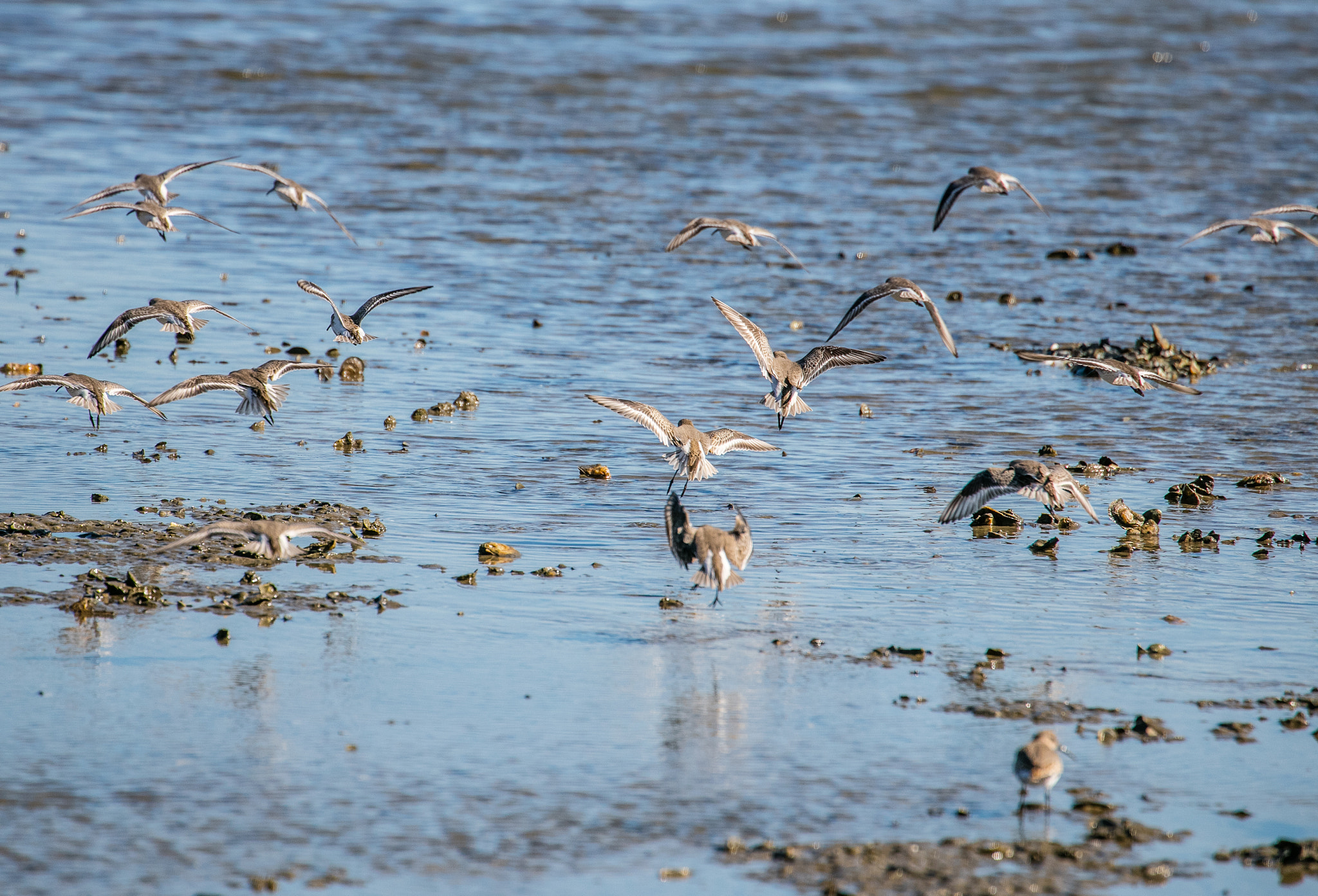 Canon EF 70-300mm F4-5.6L IS USM sample photo. Skimmer family dining photography