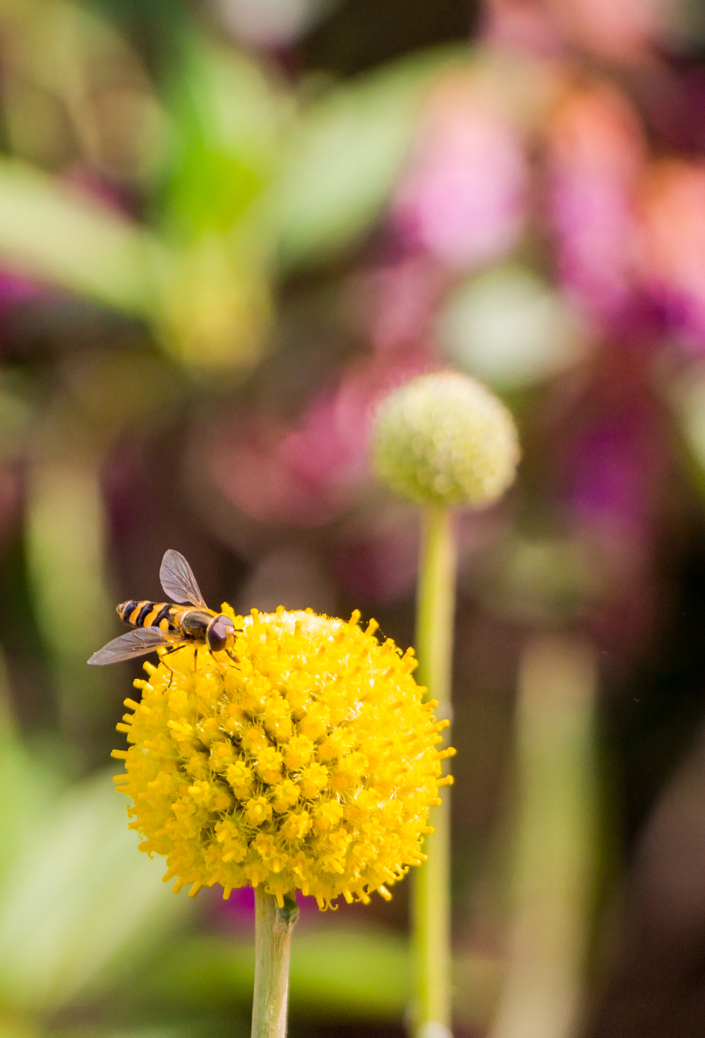 Canon EOS 700D (EOS Rebel T5i / EOS Kiss X7i) sample photo. Pollinating photography