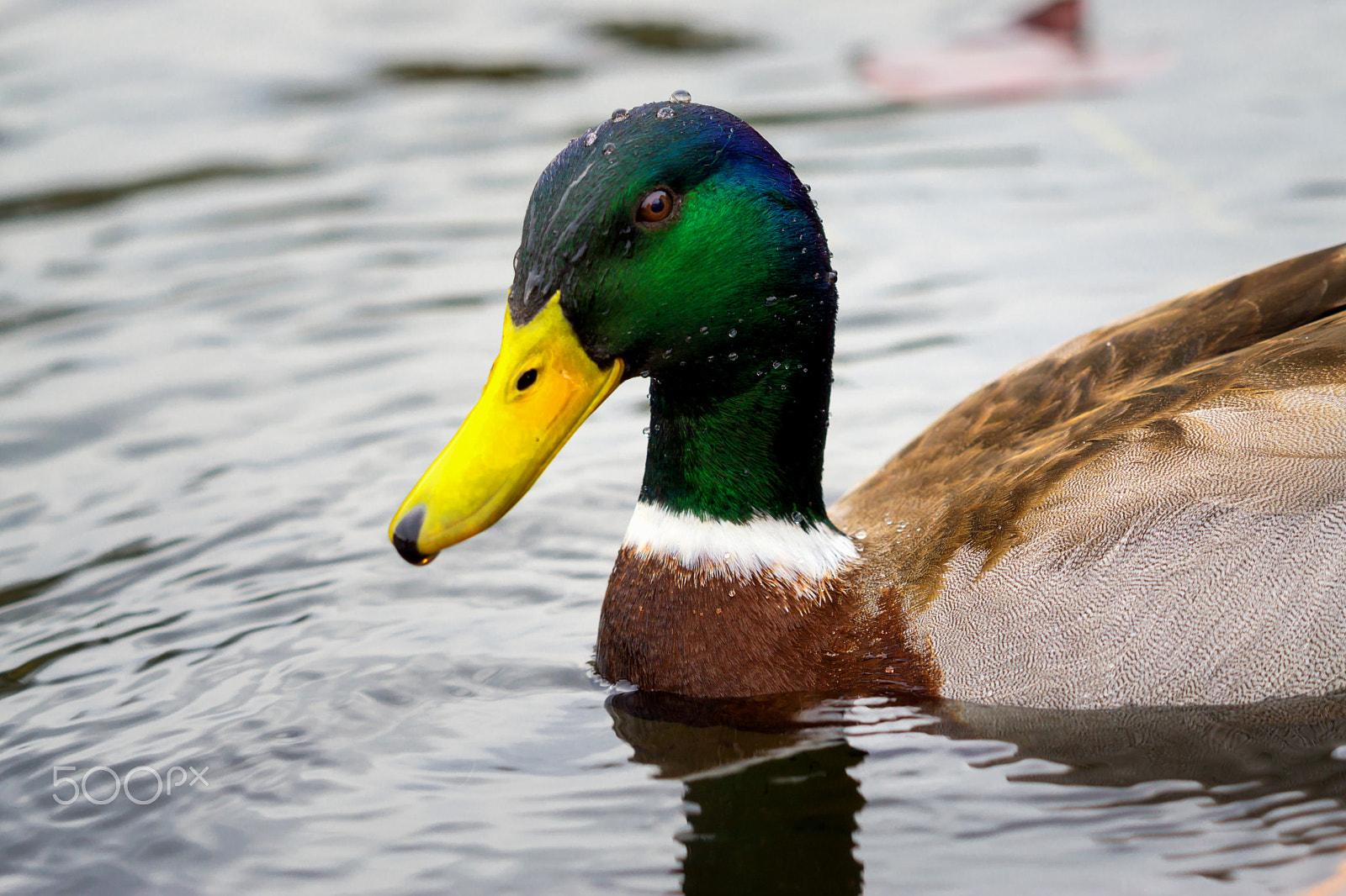 Sony a6000 + Sony FE 70-300mm F4.5-5.6 G OSS sample photo. Duck photography