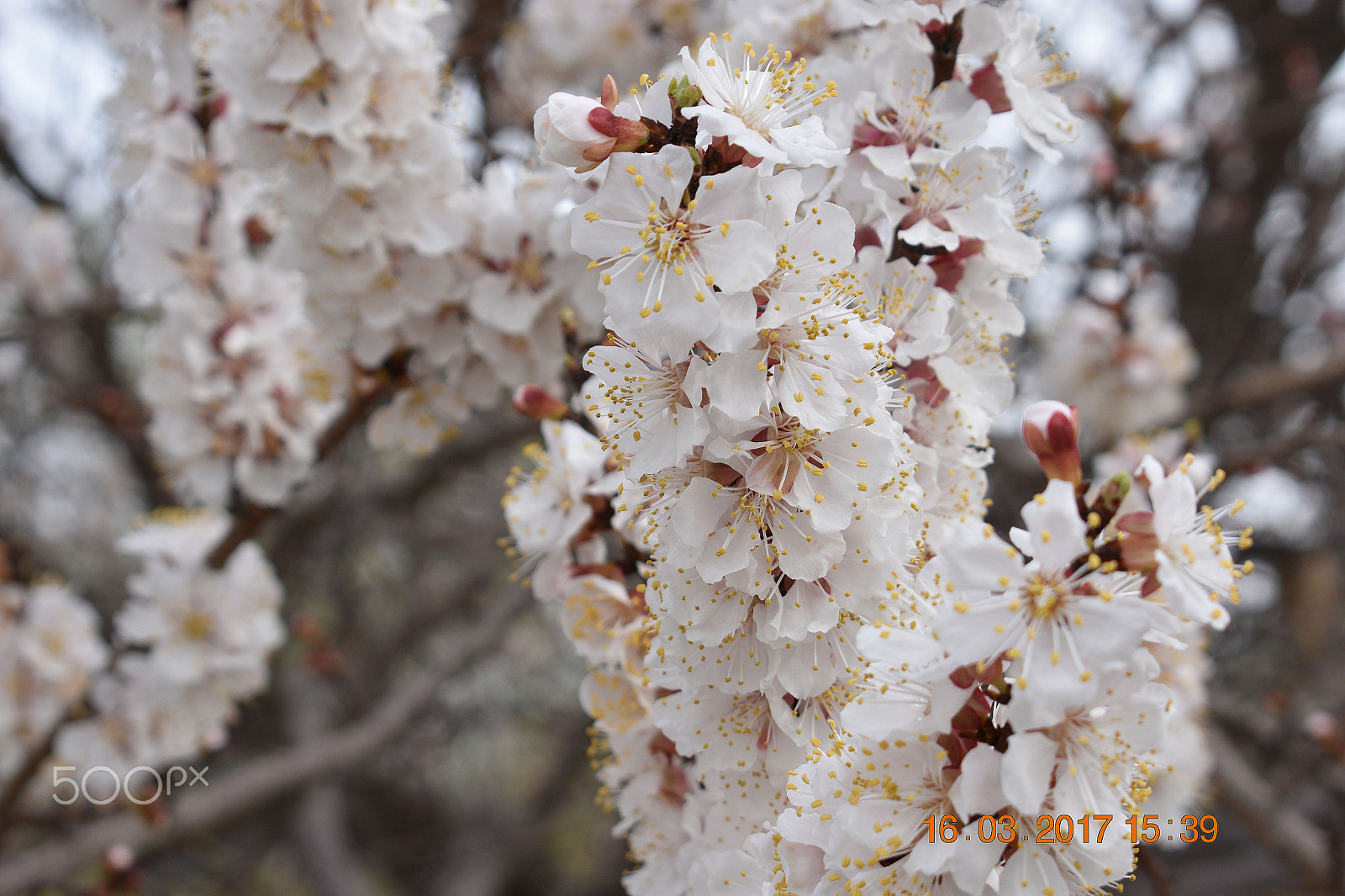 Nikon D3400 sample photo. Spring in tehran, iran 2017 photography