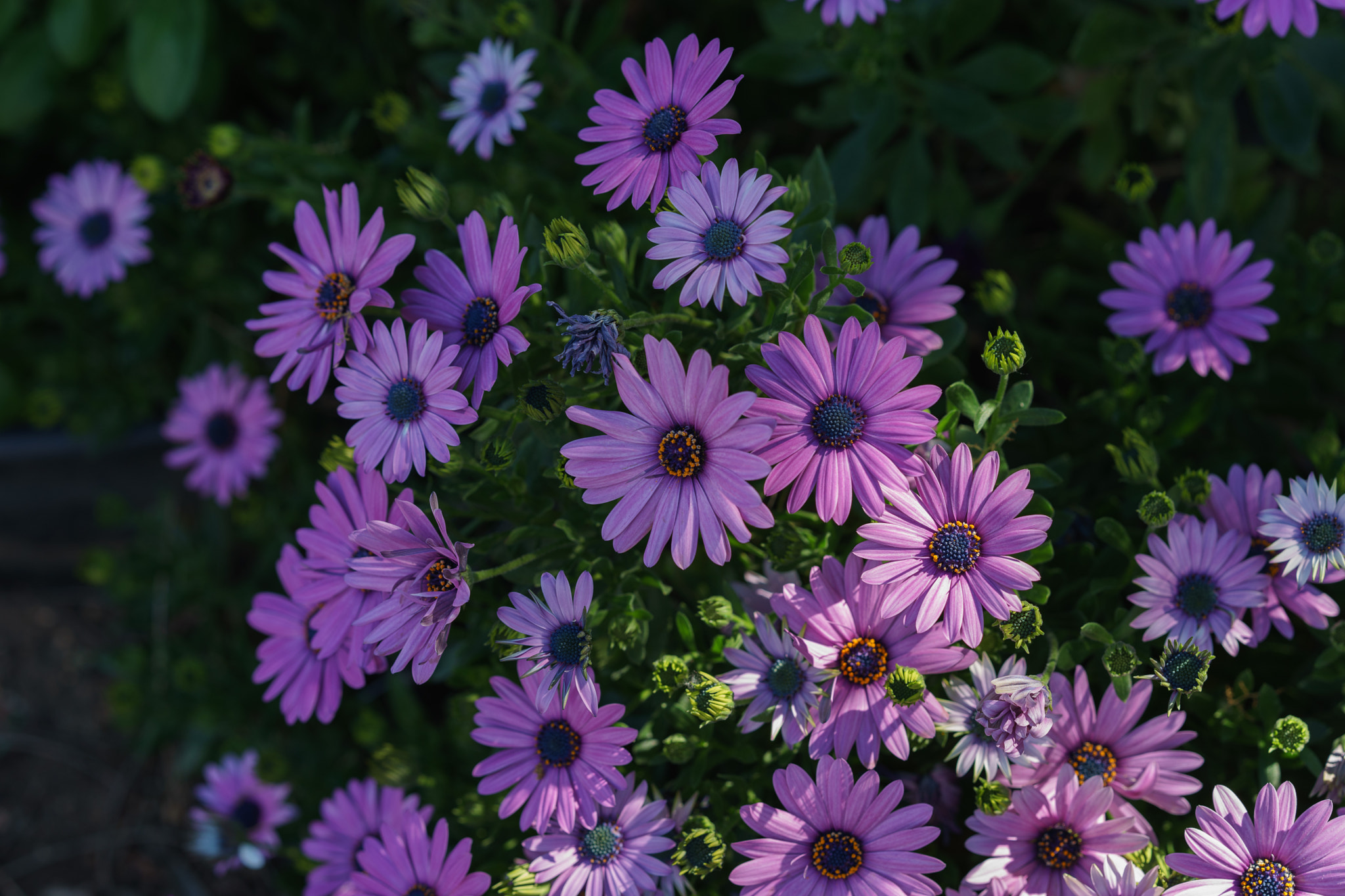 Sony FE 85mm F1.4 GM sample photo. Pink delight photography