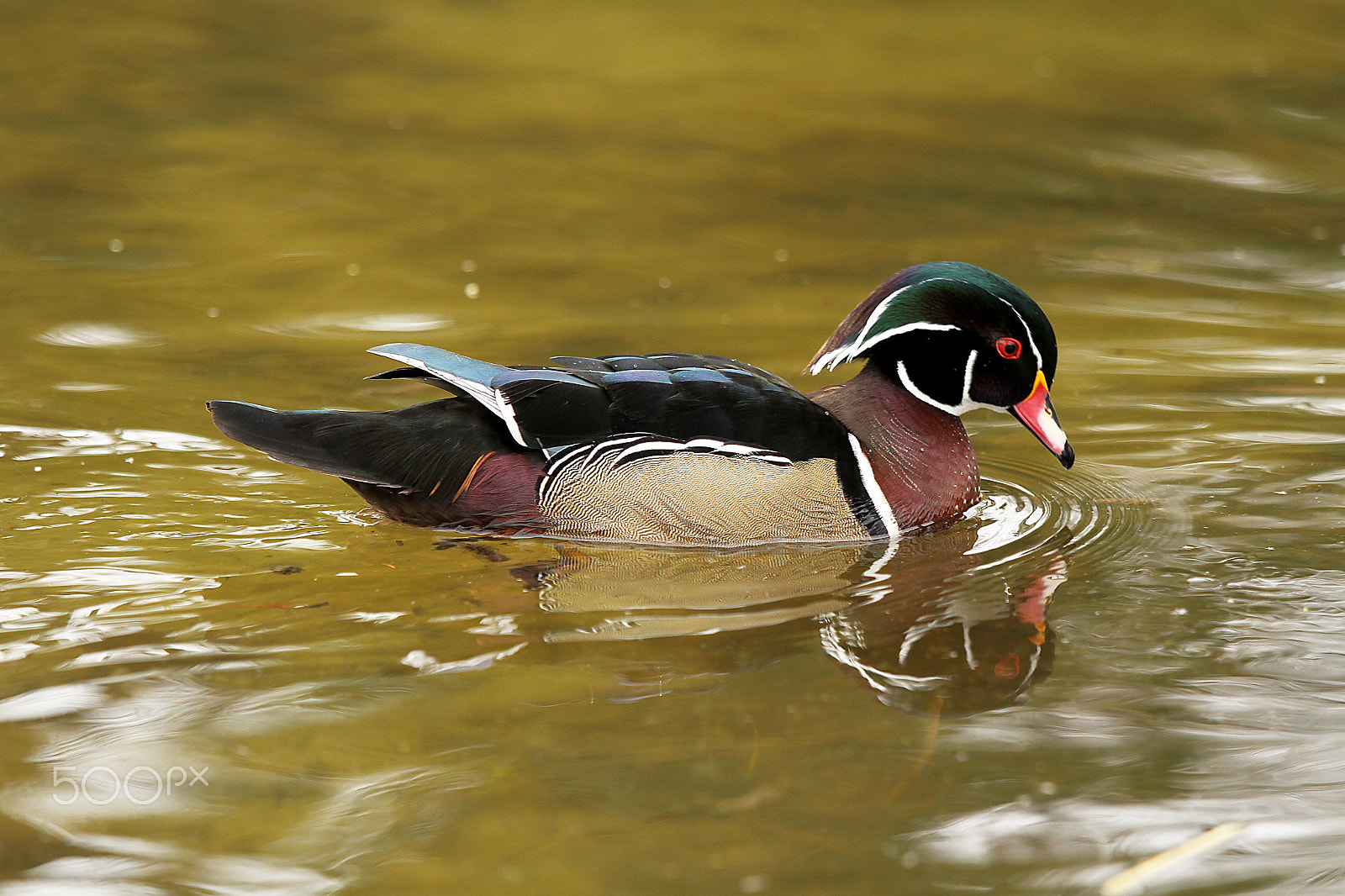 Canon EOS 7D + Canon EF 70-200mm F4L IS USM sample photo. Duck photography