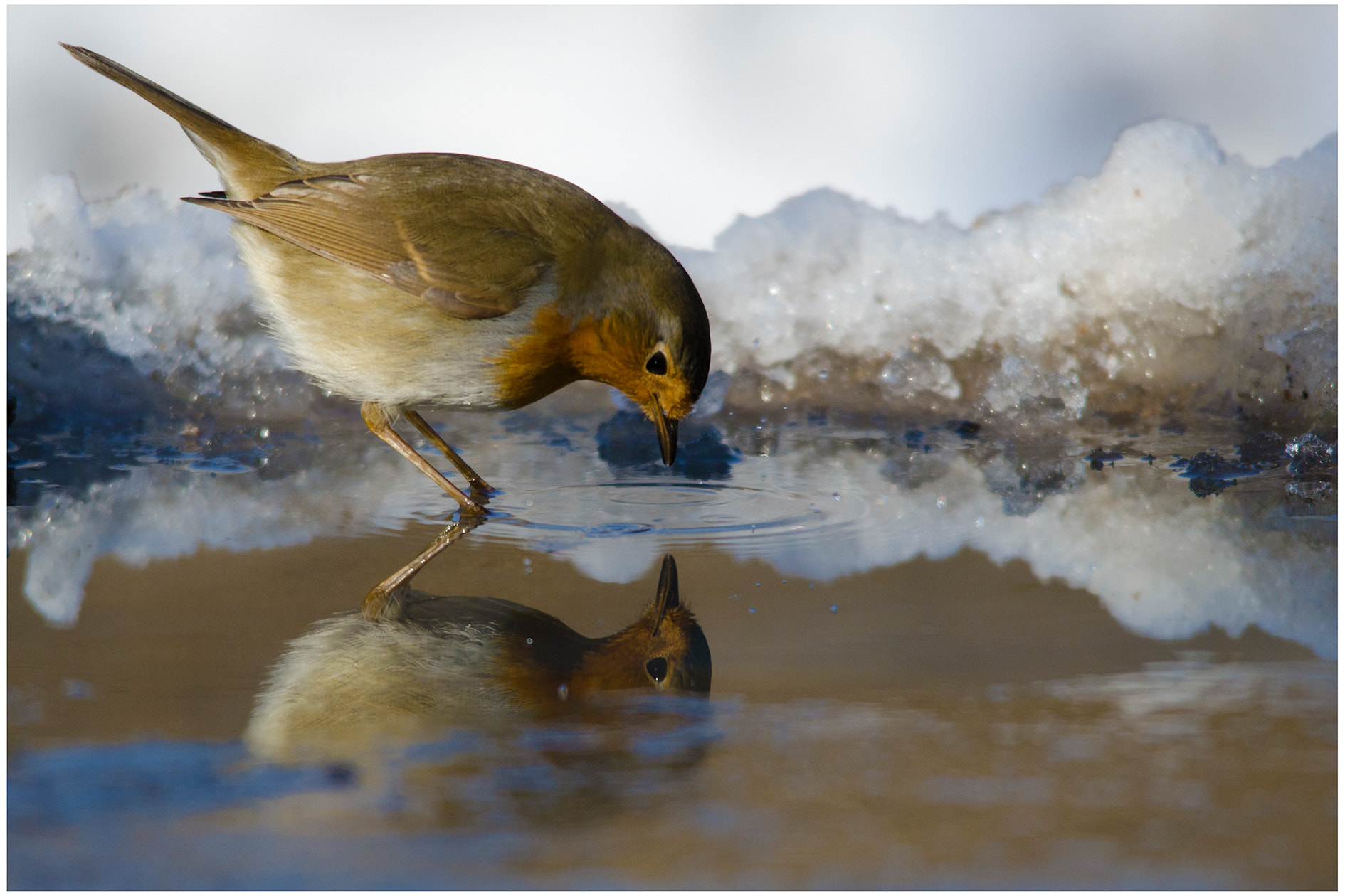 Sigma 150-500mm F5-6.3 DG OS HSM sample photo. Pettirosso assetato thirsty robin photography